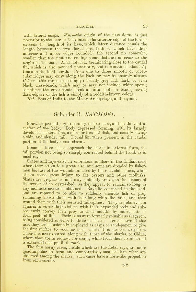 with lateral cusps. Fim—the origin o£ the first dorsa is just posterior to the base of the ventral, the anterior edge of the former exceeds the length of its base, which latter distance equals the length between the two dorsal fins, both of which have their anterior and upper edges rounded; the second fin somewhat smaller than tlie first and ending some distance anterior to the origin of the anal. Anal notched, terminating close to the caudal fin, which is also notched posteriorly, and is contained about 5^ times in the total length. From one to three smooth or tuber- cular ridges may exist along the back, or may be entirely absent. Colour—this varies exceedingly : Usually grey with dark, or even black, cross-bands, which may or may not include white spots ; sometimes the cross-bands break up into spots or bands, having dark edges; or the fish is simply of a reddish-brown colour. Hah. Seas of India to the Malay Archipelago, and beyond. Suborder B. BATOIBEI. Spiracles present; gill-openings in five pairs, and on the ventral surface of the body. Body depressed, forming, with its largely developed pectoral fins, a more or less flat disk, and usually having a thin and slender tail. Dorsal fin, when present, in the caudal portion of the body; anal absent. Some of these fishes approach the sharks in external form, the tail portion not being so sharply contracted behind the trunk as in most rays. Skates and rays exist in enormous numbers in the Indian seas, where they attain to a great size, and some are dreaded by fisher- men because of the wounds inflicted by their caudal spines, while others cause great injury to the oysters and other moUusks. Skates are gregarious, and may suddenly arrive, to the dismay of the owner of an oyster-bed, as they appear to remain so long as any moUusks are to be obtained. Eays lie concealed in the sand, and are reputed to be able to suddenly encircle fish or prey swimming above them with their long whip-like tails, and then wound them with their serrated tail-spines. They are observed in aquaria to cover their Aactims with their expanded body and sub- sequently convey their prey to their mouths by movements of their pectoral fins. Their skins were formerly valuable as shagreen, being considered superior to those of sharks. Iz-respective of this use, they are occasionally employed as rasps or sand-paper, to give the first surface to wood or horn which it is desired to polish. Their fins are exported, along with those of the sharks, to China, where they are in request for soups, while from their livers an oil is extracted (see pp. 5, 6, ante). The thin horny cases, inside which are the foetal rays, are more quadrangular in form and comparatively smaller than what are observed among the sharks; such cases have a horn-like projection from each corner. d2
