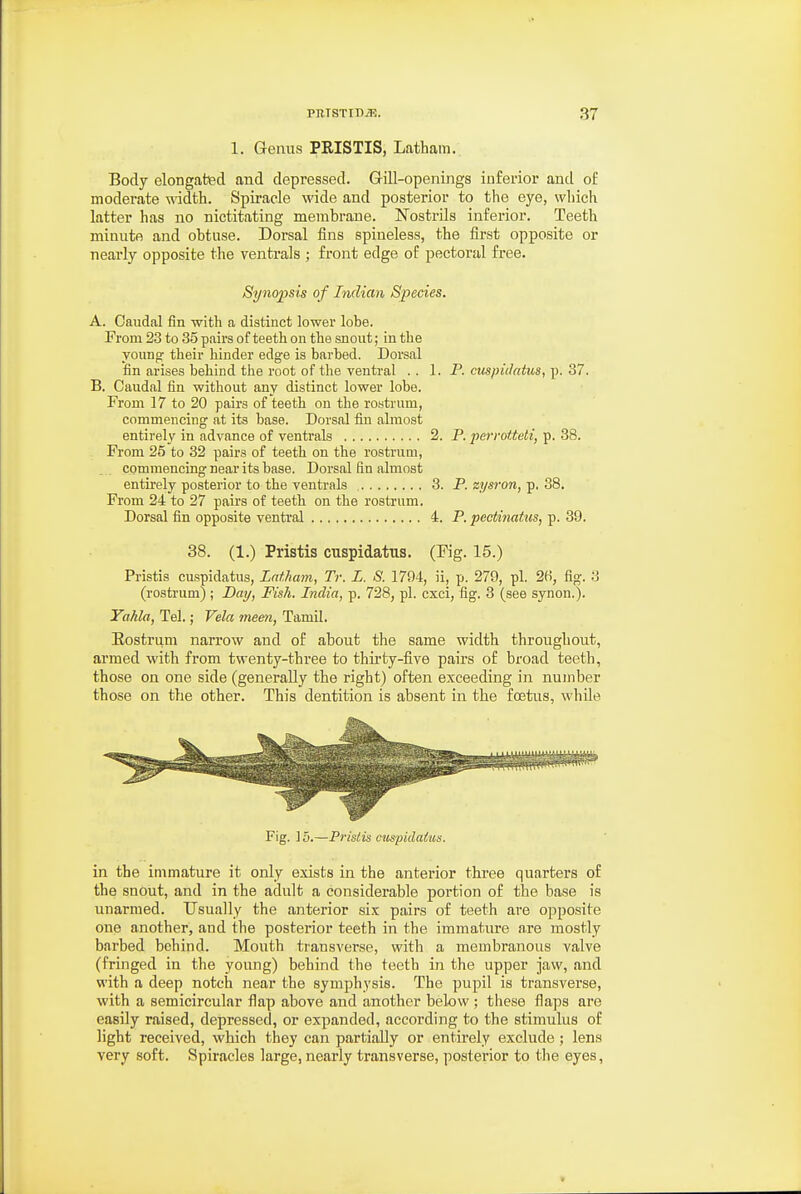 1. Genus PRISTIS, Latham. Body elongated and depressed. Gill-openings inferior and of moderate width. Spiracle wide and posterior to the eye, which latter has no nictitating membrane. Nostrils inferior. Teeth minute and obtuse. Dorsal fins spineless, the first opposite or nearly opposite the ventrals ; front edge of pectoral free. Synopsis of Indian Species. A. Caudal fin with a distinct lower lobe. From 23 to 35 pairs of teeth on the snout; in the younof their hinder edge is barbed. Dorsal fin arises behind the root of the ventral . . LP. cuspidatus, p. 37. B. Caudal fin without any distinct lower lobe. From 17 to 20 pairs of teeth on the rostrum, commencing at its base. Dorsal fin almost entirely in advance of ventrals 2. P. perrotteti, p. 38. From 25 to 32 pairs of teeth on the rostrum, commencing near its base. Dorsal fin almost entu'ely posterior to the ventrals 3. P. zysron,-^, SS>. From 24 to 27 pairs of teeth on the rostrum. Dorsal fin opposite ventral 4. P. pectinatus, p. 89. 38. (1.) Pristis cuspidatus. (Kg. 15.) Pristis cuspidatus, Latham, Tr. L. S. 1794, ii, p. 279, pi. 2H, fig. 3 (rostrum); Dai/, Fish. India, p. 728, pi. cxci, fig. 3 (see synon.). Yahla, Tel.; Vela mem, Tamil. Eostrum narrow and of about the same width throughout, armed with from twenty-three to thirty-five pairs of broad teeth, those on one side (generally the right) often exceeding in number those on the other. This dentition is absent in the foetus, while Fig. ] 5.—Pristis cuspidatus. in the immature it only exists in the anterior three quarters of the snout, and in the adult a considerable poi-tion of the base is unarmed. Usually the anterior six pairs of teeth are opposite one another, and the posterior teeth in the immature are mostly barbed behind. Month transverse, with a membranous valve (fringed in the young) behind the teeth in the upper jaw, and with a deep notch near the symphysis. The pupil is transverse, with a semicircular flap above and another below ; these flaps are easily raised, depressed, or expanded, according to the stimulus of light received, which they can partially or entirely exclude; lens very soft. Spiracles large, nearly transverse, posterior to the eyes.