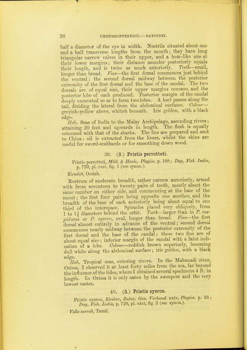half a diameter of the eye in width. Nostrils situated about one and a half transverse lengths from the mouth; they have long triangular narrow valves in their upper, and a hem-like one at their lower margins; their distance asunder posteriorly equals their length, and is twice as much anteriorly. Teeth—small, longer than broad. Fins—the first dorsal commences just behind the ventral; the second dorsal midway between the posterior extremity of the first dorsal and the base of the caudal. The two dorsals are of equal size, their upper margins concave, and the posterior lobe of each produced. Posterior margin of the caudal deeply excavated so as to form two lobes. A keel passes along the tail, dividing the lateral from the abdominal surfaces. Colour— greyish-yellow above, whitish beneath. Iris golden, with a black edge. Hah. Seas of India to the Malay Archipelago, ascending rivers; attaining 20 feet and upwards in length. The flesh is equally esteemed with that of the sharks. The fins are prepared and sent to China: oil is extracted from the livers, whilst the skins are useful for sword-scabbards or for smoothing down wood. 39. (2.) Pristis perrotteti. Pristis perrotteti, Miill. ^ Henle, Plagios. p. 108 ; Day, Fish. India, p. 729, pi. cxci, fig. 1 (see synoB.). Kundah, Ooriah. Eostrum of moderate breadth, rather narrow anteriorly, armed with from seventeen to twenty pairs of teeth, mostly about the same number on either side, and commencing at the base of the snout; the first four pairs being opposite one another, and the breadth of the base of each anteriorly being about equal to one third of the interspace. Spiracles placed very obliquely, from 1 to 1^ diameters behind the orbit. ree?7i—larger than in P. cus- pidatus or P. zysron, oval, longer than broad. Pins—the first dorsal almost entirely in advance of the ventral; second dorsal commences nearly midway between the posterior extremity of the first dorsal and the base of the caudal; these two fins are of about equal size; inferior margin of the caudal with a faint indi- ■ cation of a lobe. CoZotw—reddish brown superiorly, becoming dull white along the abdominal surface; iris golden, with a black ^ ^Hah Tropical seas, entering rivers. In the Mahanadi river, Orissa I observed it at least forty miles from the sea, far beyond the influence of the tides, where I obtained several specimens 4 ft. in length. In Orissa it is only eaten by the sweepers and the very lowest castes. 40. (3.) Pristis zysron. Pristis zysron, Bleeker, Batav. Gen. Verhand. xxiv, Plagios. p. 55; Day, Fish. India, p. 720, pi. cxci, fig. 2 (see synon.). Veda sorrah, Tamil.