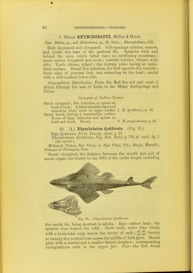 1. Genus RHYNCHOBATUS, Miiller & Henle. Syn. Rhina, sp., and Ehinobatiis, sp., Bl. Schn.; Rhamphobatis, Gill. Body depressed and elongated. Gill-openings inferior, narrow, and inside the base of the pectoral fin. Spiracles -wide and behind the eyes, which latter have no nictitating membrane ; snout rather elongated and acute; nostrils inferior, oblique, wide slits. Teeth obtuse, ridged; the dentary plate having an undu- lated surface. Dorsal fins spineless, the first opposite the ventrals ; front edge of pectoral free, not extending to the head; caudal with a well-marked lower lobe. Oeographical Distribution. From the Eed Sea and east coast of Africa through the seas of India to the Malay Archipelago and China. Synopsis of Indian Species. Snout elongated; few tubercles or spines on head or body. A black shoulder-spot and numerous white spots on upper surface 1. R. djeddensis, p. 40. Snout broad, having a semicircular outline. Kows of large tubercles and spines on head and trunk. Brown 2. iJ. ancylostmnus, p. 41. ■ 42. (1.) Rhynchohatus djeddensis. (Fig. 16.) Raja diiddensis, Fovsh. Bescrip. Atiim. p. 18. Rhynchobatus djeddensis, Dmj, Fish. India, p. 730, pi. cxcii, fig. 1 (see synon.). , Walawah Tenhee, Md Ulavi, or Tip)i Ulavi, Tel.; Rdnja, Marathi; Palunga or Parangan, Tarn. Snout elongated, the distance between the mouth and end of snout equals one fourth to one fifth of the entu-e length excluding Fig. 16.—Ehynchohcdus djeddensis. the caudal fin, being shortest in adults. rather large; the spiracle close behind the orbit. Teeth—oya\, wider than broad, with a horizontal cusp across the centre of each; j^^^, twenty to twenty-five vertical rows across the middle of both jaws. Dental plate with a central and a smaller lateral elevation ; corresponding emarginations exist in the upper jaw. Fins—the first dorsal