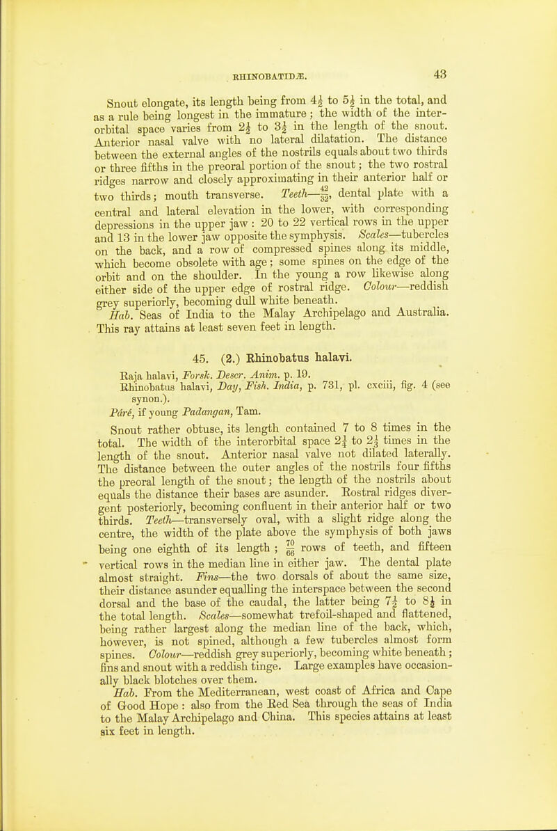Snout elongate, its length being from 4^ to 5^ in the total, and as a rule being longest in the immature ; the width of the inter- orbital space varies from 2| to 3| in the length of the snout. Anterior nasal valve with no lateral dilatation. The distance between the external angles of the nostrils equals about two thu-ds or three fifths in the preoral portion of the snout; the two rostral ridges narrow and closely approximating in then- anterior half or two thu:ds; mouth transverse. Teeth—dental plate with a central and lateral elevation in the lower, with corresponding depressions in the upper jaw : 20 to 22 vertical rows in the upper and 13 in the lower jaw opposite the symphysis. ^caZcs—tubercles on the back, and a row of compressed spines along its middle, which become obsolete with age; some spines on the edge of the orbit and on the shoulder. In the young a row likewise along either side of the upper edge of rostral ridge. CoZomj-—reddish grey superiorly, becoming duU white beneath. Hab. Seas of India to the Malay Archipelago and Australia. . This ray attains at least seven feet in length. 45. (2.) Rhinobatns halavi. Eaja halavi, ForsJc. Desci: Anim. p. 19. Ehinohatus halavi, Day, Fish. India, p. 731, pi. exciii, fig. 4 (see synon.). Pcire, if youBg Padangan, Tarn. Snout rather obtuse, its length contained 7 to 8 times in the total. The width of the interorbital space 2i to 2^ times in the length of the snout. Anterior nasal valve not dilated laterally. The distance between the outer angles of the nostrils four fifths the preoral length of the snout; the length of the nostrils about equals the distance their bases are asunder. Eostral ridges diver- gent posteriorly, becoming confluent in their anterior half or two thirds. Teeth—transversely oval, with a sUght ridge along^ the centre, the width of the plate above the symphysis of both jaws being one eighth of its length ; rows of teeth, and fifteen ' vertical rows in the median Hne in either jaw. The dental plate almost straight. Fins—the two dorsals of about the same size, their distance asunder equalling the interspace between the second dorsal and the base of the caudal, the latter bemg 7^ to 8J in the total length. Scales—somewhat trefoil-shaped and flattened, being rather largest along the median line of the back, which, however, is not spined, although a few tubercles almost form spines. Colour—reddish grey superiorly, becoming white beneath; fins and snout with a reddish tinge. Large examples have occasion- ally black blotches over them. Hah. From the Mediterranean, west coast of Africa and Cape of Good Hope : also from the Eed Sea through the seas of India to the Malay Archipelago and China. This species attains at least six feet in length.