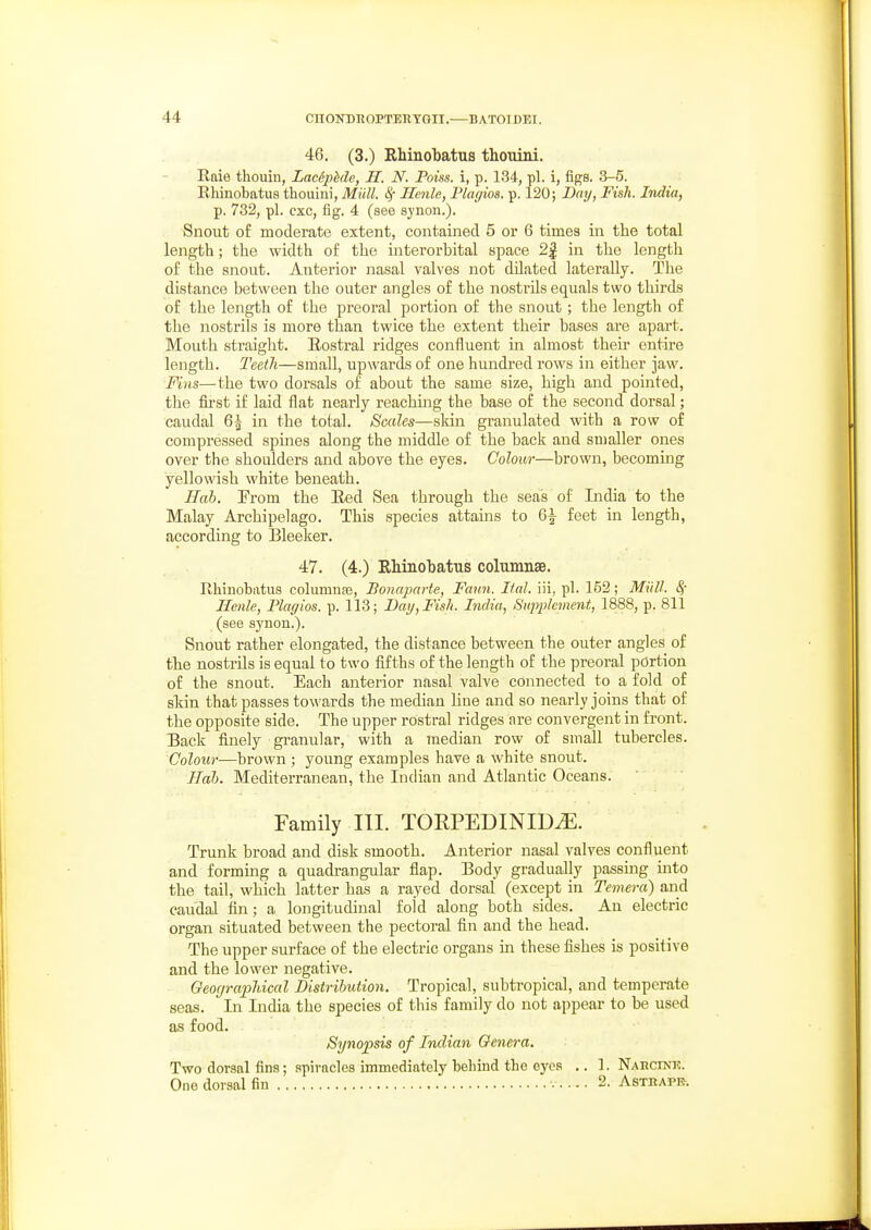 46. (3.) Rhinobatus thouini. Raie thouin, Laeiphde, H. N. Poins. i, p. 134, pi. i, figs. 3-5. Ehinobatus thouini, Miill. ^ Henle, Flar/ios. p. 120; JDuij, Fish. India, p. 732, pi. cxc, &g. 4 (see sj'non.). Snout of moderate extent, contained 5 or 6 times in the total length; the width of the interorbital space 2f in the length of the snout. Anterior nasal valves not dilated laterally. The distance between the outer angles of the nostrils equals two thirds of tlie length of the preoral portion of the snout; the length of the nostrils is more than twice the extent their bases are apart. Mouth straight. Eostral ridges confluent in almost their entire length. Teeth—small, upwards of one hundred rows in either jaw. Fins—the two dorsals of about the same size, high and pointed, the first if laid flat nearly reaching the base of the second dorsal; caudal 6| in the total. Scales—skin granulated with a row of compressed spines along the middle of the back and smaller ones over the shoulders and above the eyes. Colour—brown, becoming yellowish white beneath. Hab. From the Eed Sea through the seas of India to the Malay Archipelago. This species attains to 6^ feet in length, according to Bleeker. 47. (4.) Rhinobatus columnse. Rhinobatus columuse, Bonaparte, Faun. Hal. iii, pi. 152; Miill. S,- Henle, Plagios. p. 113; Day, Fish. India, Siipj^lement, 1888, p. 811 (see synon.). Snout rather elongated, the distance between the outer angles of the nostrils is equal to two fifths of the length of the preoral portion of the snout. Each anterior nasal valve connected to a fold of s\un that passes towards the median line and so nearly joins that of the opposite side. The upper rostral ridges are convergent in front. Back finely granular, with a median row of small tubercles. Colour—brown ; young examples have a white snout. ITah. Mediterranean, the Indian and Atlantic Oceans. Family III. TORPEDINID^. Trunk broad and disk smooth. Anterior nasal valves confluent and forming a quadrangular flap. Body gradually passing into the tail, which latter has a rayed dorsal (except in Temera) and caudal fin; a longitudinal fold along both sides. An electric organ situated between the pectoral fin and the head. The upper surface of the electric organs m these fishes is positive and the lower negative. Geographical Distribution. Tropical, subtropical, and temperate seas. In India the species of this family do not appear to be used as food. Synopsis of Indian Oenera, Two dorsal fins; spiracles immediately behind the eyes .. 1. NARcrai!. One dorsal fin .... 2. Asthapr.