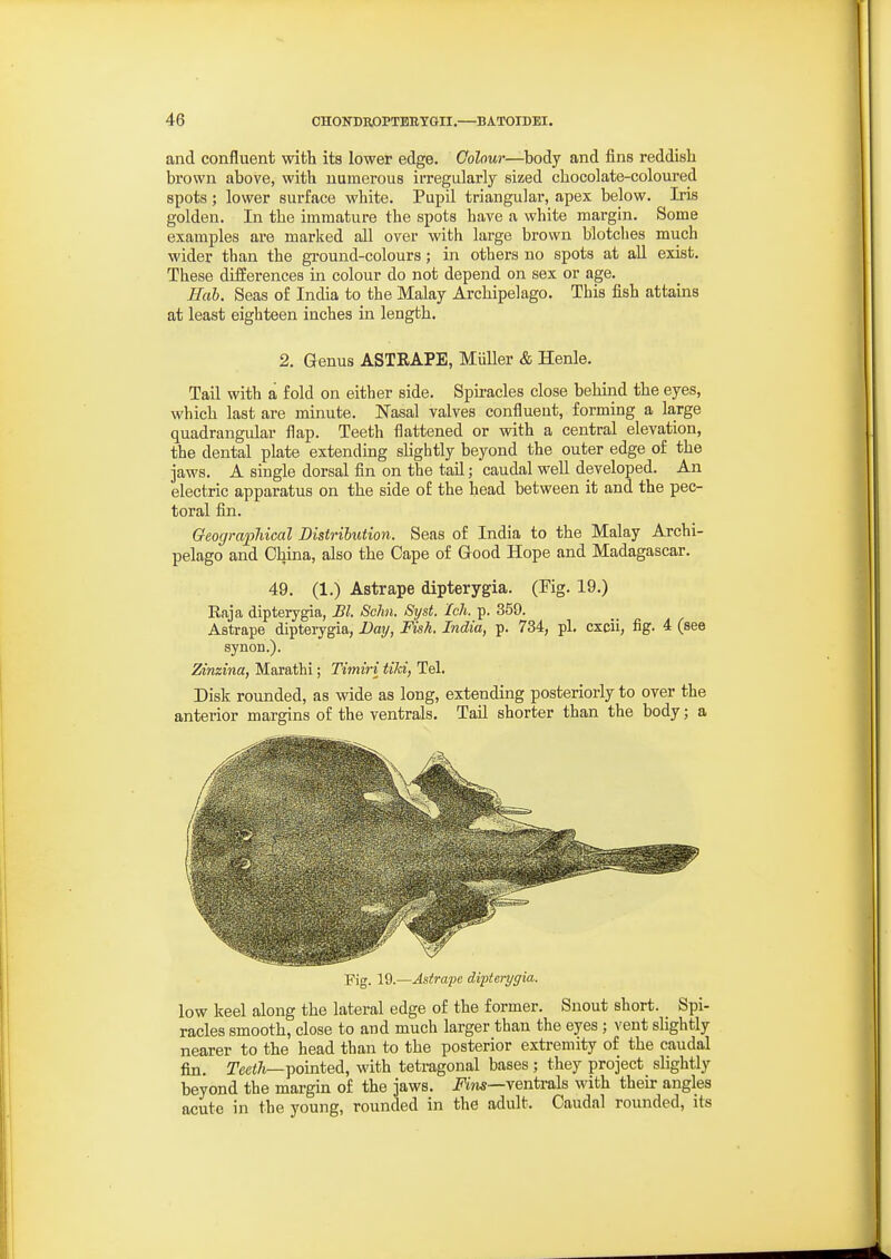 and confluent with its lower edge. Colour—body and fins reddish brown above, with numerous irregularly sized chocolate-coloured spots; lower surface white. Pupil triangular, apex below. Iris golden. In the immature the spots have a white margin. Some examples are marked all over with large brown blotclies much wider than the gi-ound-colours; in others no spots at all exist. These differences in colour do not depend on sex or age. Hah. Seas of India to the Malay Archipelago. This fish attains at least eighteen inches in length. 2. Genus ASTRAPE, Miiller & Henle. Tail with a fold on either side. Spiracles close behind the eyes, which last are minute. Nasal valves confluent, forming a large quadrangular flap. Teeth flattened or with a central elevation, the dental plate extending slightly beyond the outer edge of the jaws. A single dorsal fin on the tail; caudal well developed. An electric apparatus on the side of the head between it and the pec- toral fin. GeogmpJiical Distribution. Seas of India to the Malay Archi- pelago and China, also the Cape of Good Hope and Madagascar. 49. (1.) Astrape dipterygia. (Fig. 19.) Raja dipterygia, Bl. Schn. Syst. Ich. p. 359. Astrape dipteiygia, Day, Fish. India, p. 734, pi. cxcii, fig. 4 (see synon.). Zinzina, Marathi; Timiri tiki, Tel. Disk rounded, as wide as long, extending posteriorly to over the anterior margins of the ventrals. Tail shorter than the body; a Fig. 19.—Astrwpc dipterygia. low keel along the lateral edge of the former. Snout short. Spi- racles smooth, close to and much larger than the eyes ; vent slightly nearer to the head than to the posterior extremity of the caudal fin. Teci/t—pointed, with tetragonal bases; they project slightly beyond the margin of the jaws. J'tW—ventrals with then- angles acute in the young, rounded in the adult. Caudal rounded, its