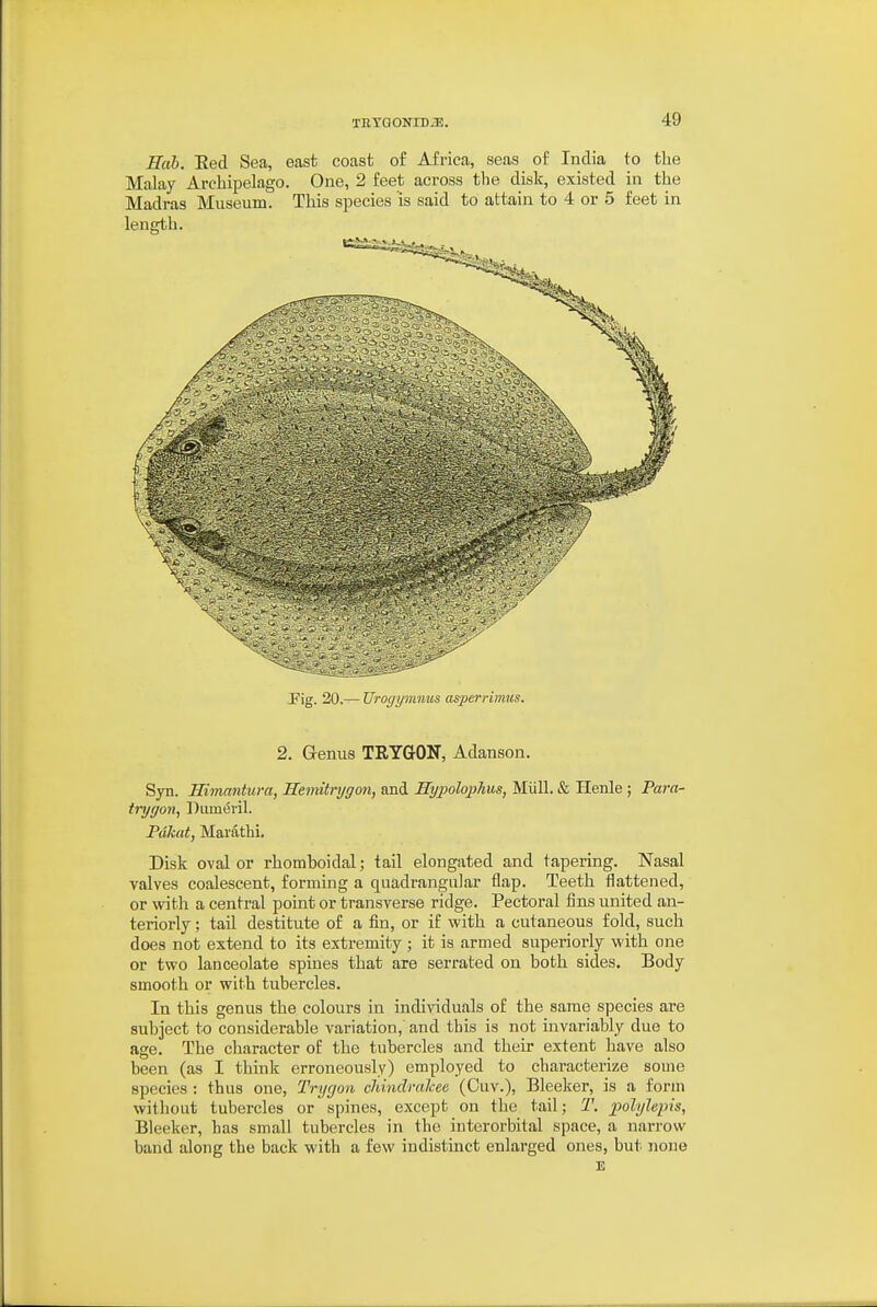 Hah. Eed Sea, east coast of Africa, seas of India to the Malay Arcliipelago. One, 2 feet across tlie disli, existed in the Madras Museum. This species is said to attain to 4 or 5 feet in length. Iig. 20.— Urogymnus asperrimus. 2. Genus TRTGON, Adanson. Syn. Eimantura, Remitrygon, and Hypolophus, Miill. & Henle ; Para- trygon, DumiSril. Pdkat, Marathi. Disk oval or rhomboidal; tail elongated and tapering. Nasal valves coalescent, forming a quadrangular flap. Teeth flattened, or with a central point or transverse ridge. Pectoral fins united an- teriorly ; tail destitute of a fin, or if with a cutaneous fold, such does not extend to its extremity ; it is armed superiorly with one or two lanceolate spines that are serrated on both sides. Body smooth or with tubercles. In this genus the colours in individuals of the same species are subject to considerable variation,' and this is not invariably due to age. The character of the tubercles and their extent have also been (as I think erroneously) employed to characterize some species : thus one, Trygon chindralcee (Cuv.), Sleeker, is a form without tubercles or spines, except on the tail; T. polylepis, Bleeker, has small tubercles in the interorbital space, a narrow band along the back with a few indistinct enlarged ones, but none