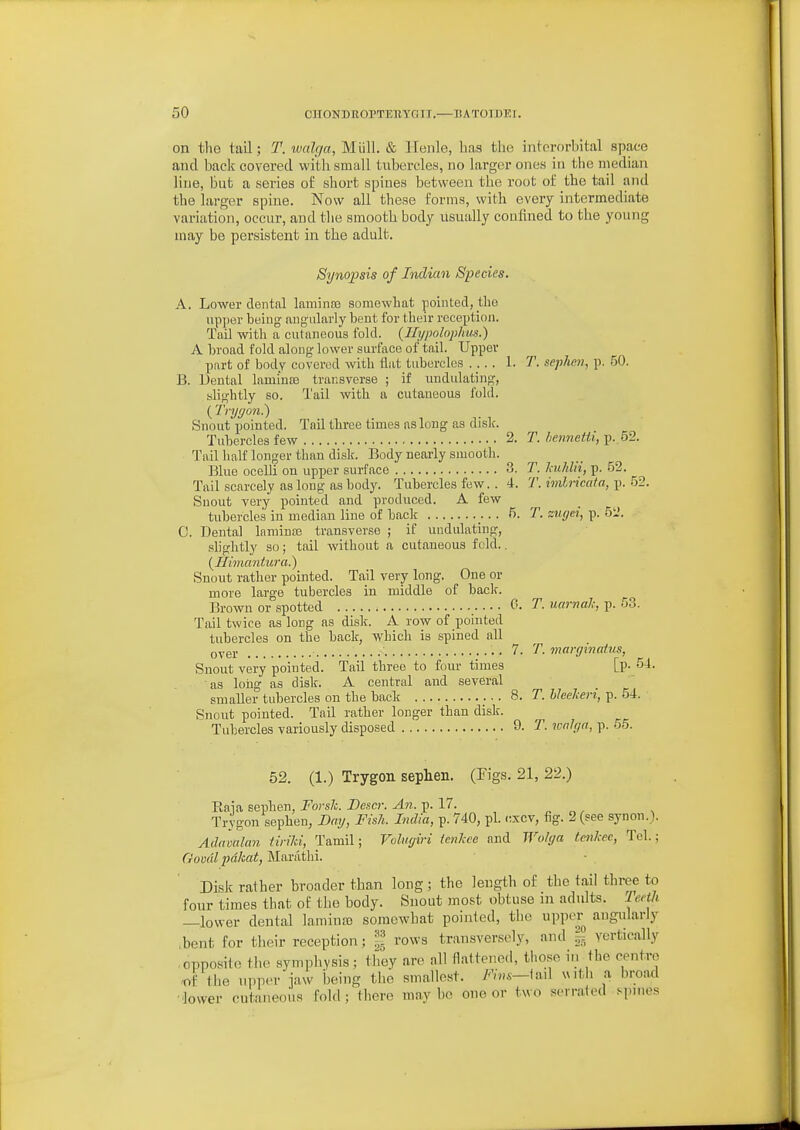 on tlio tail; T. walc/a, Mlill. & Henle, lins the intororbital space and back covered with small tubercles, no larger ones in the median line, but a series of short spines between the root of the tail and the larger spiue. Now all these forms, with every intermediate variation, occur, and the smooth body usually confined to the young may be persistent in the adult. Synopsis of Indian Species. A. Lower dental laminro somewhat pointed, the upper being aiigularly bent for their reception. Tail with a cutaneous fold. {Ilypolophm.) A broad fold along lower surface of tail. Upper part of body covered with flat tubercles 1. T. sepheyi, p. .50. B. Dental laminiB transverse ; if undulating, slightly so. Tail with a cutaneous fold. ( Tnjijon?) Snout pointed. Tail three times as long as disk. Tubercles few 2. T. /lennetti, Tail half longer than disk. Body nearly smooth. Blue ocelli on upper surface 3. T. JmJiln, p. 52. Tail scarcely as long as body. Tubercles few. . 4. T. Mricata, p. 52. Snout very pointed and produced. A few tubercles in median line of back 5. T. zugei, p. 5i2. C. Dental laminaj transverse ; if undulating, slightly so; tail without a cutaneous fold.. {Ilhnantura.) Snout rather pointed. Tail very long. One or more large tubercles in middle of back. Brown or spotted 0. T. uarnah, p. 53. Tail twice as long as disk. A row of pointed tubercles on the back, which is spined all Qyg], • 7. T. marffmatiis, Snout very pointed. Tail three to fom- times [p. 54. as loiig as disk. A central and several smaller tubercles on the back 8. T. hieelieri, p. 54. Snout pointed. Tail rather longer than disk. ^ Tubercles variously disposed 9. T. wnh/a, p. o5. 52. (1.) Trygon sephen. (Figs. 21, 22.) Eaia sephen, ForsJc. JOcscr. An. p. 17. „ „ , Trygon sephen, Day, Fish. India, p. 740, pi. c.xcv, fig. 2 (see synon.). Ada'mdmi tirild, Tamil; Volugiri ienkee and Wolya tenlcec, Tel.; Govdl jidlcat, Marilthi. Disk rather broader than long; the length of the tail three to four times that of the body. Snout most obtuse in adidts. TeHh —lower dental lamina) somewhat pointed, the upper angiilarly .bent for their reception; | rows transversely, and §5 vertically opposite th(> symphysis ; they are all flattened, those in the centre •of the upper jaw being the smallest. Fivs—\aA xMth a broaxl ■lower cutaneous fold; there maybe one or two serrated spines