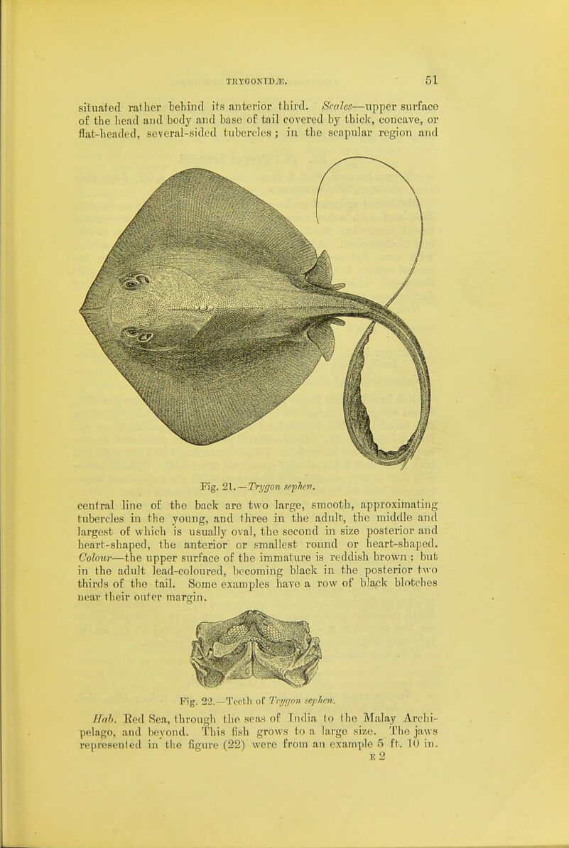 situated rather behind its anterior third. Scales—upper surface of the liead and body and base of tail covered by thick, concave, or flat-headed, several-sided tubercles ; in the scapidar region and Fig. 1\.~Trygon sephcn. central line of the back are two large, smooth, approximating tubercles in the young, and thi'ee in the adult, the middle and largest of which is usually oval, the second in size posterior and heart-shaped, the anterior or smallest round or heart-shaped. Colour—the upper surface of the immature is reddish brown ; but in the adult lead-coloured, becoming black in the posterior two thirds of the tail. Some examples have a row of black blotches near tlieir outer maron'n. Fig. 22.—Teeth of Tri/gon sephcn. Hah. Eed Sea, through the seas of India to the Malay Archi- pelago, and beyond. This fi.sh grows to a largo .size. The jaws represented in the figure (22) were from an example 5 ft. 10 in. e2