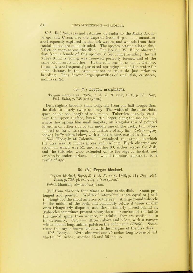 Hab. lied Sea, seas and estuaries of India to the Malay Archi- pelago, and Cliiiia, also tlie Cape of Good Hope. The immature are frequently captured in the baclc-waters, and wounds from their caudal spines are much dreaded. The species attains a large size ; 5 feet or more across the disk. The late Sir AV. Elliot observed that from a female of this species 13 feet long (including the tail 8 feet 9 in.) a young was removed perfectly formed and of the same colour as its mother. In the cold season, as about October, these fish are frequently perceived springing out of the water for some distance in the same manner as trout do just prior to breeding. They devour large quantities of small iish, Crustacea, mollusks, &c. 58. (7.) Trygon marginatus. Tryg'on marginatus, Blyth, J. A. S. B. xxix, 1830, p. 38; Day, Fish. India, p. 738 (see synon.). Disk slightly broader than long, tail from one half longer than the disk to nearly twice as long. The width of the interorbital space equals the length of the snout. Tubercles sparsely set all over the upper surface, but a little larger along the median line, where they appear like small limpets ; an irregular row of pointed tubercles on either side of the middle line of the back ; tail tuber- culated as far as its spine, but destitute of any fin. Colour—grey above ; buffy white below, with a dark border, except in front. Hah. liooghly at Calcutta. I examined an example in which the disli was 16 inches across and 15 long; Blyth observed one specimen which was 52, and another 60, inches across the disk, and the tubercles were extended on to the edge of the disk and even to its under surface. This would therefore appear to be a result of age. 59. (8.) Trygon Weekeri. Trygon bleekeri, Blyth, J. A. S. B. xxix, 1860, p. 41; Day, Fish. India, p. 738, pi. cxcv, fig. 3 (see synon.). Pakat, Marathi; Seman tirike, Tarn. Tail from three to four times as long as the disk. Snout pro- longed and pointed. Width of interorbital space equal to \ or \ the length of the snout anterior to the eye. A large round tubercle in the middle of the back, and commonly before it three smaller ones triangularly disposed, and three similarly placed behind it. Tubercles sometimes present along the upper surface of the tail to the caudal spine, from whence, in adults, they are continued to its extremity. Colour— Brown above and below, with a narrow white median longitudinal patch on the abdomen  {Blytli). Some- times this ray is brown above with the margins of the disk dark._ Hab. Bengal. Blyth observed one 25 inciies long to base of tail, the tail 72 inches; another 15 and 56 inches.