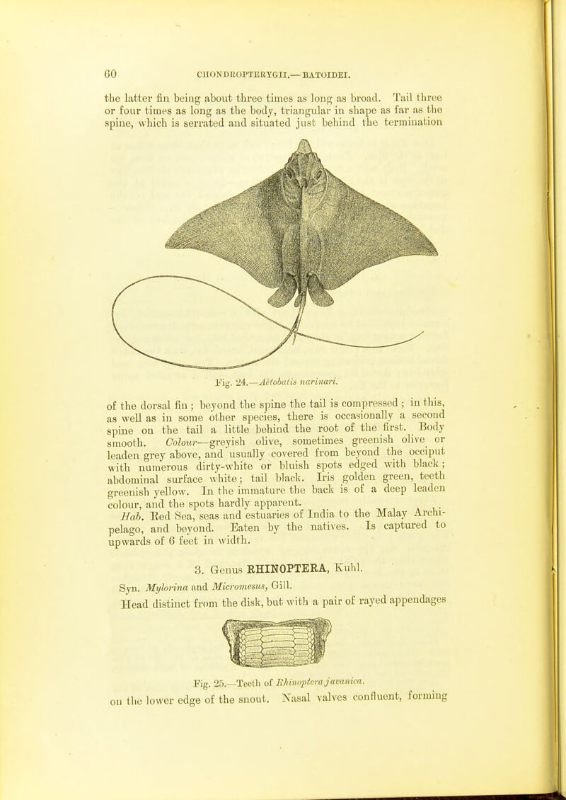 the latter fin being about three times as lonji; as broad. Tail three or four times as long as the body, triangular in shape as far as the spine, which is serrated and situated just behind the termination Fig. •JA.—Aetohatis narinari. of the dorsal fin; beyond the spine the tail is compressed ; in this, as well as in some other species, there is occasionally a second spine on the tail a little behind the root of the first. Body smooth. Co^otw—greyish olive, sometimes greenish olive or leaden grey above, and usually covered from beyond the occiput with numerous dirty-white or bluish spots edged with black; abdominal surface white; tail black. Iris golden green, teeth greenish yellow. In the immature the back is of a deep leaden colour, and the spots hardly apparent. Hah. Eed Sea, seas and estuaries of India to the Malay Archi- pelago, and beyond. Eaten by the natives. Is captured to upwards of 6 feet in width. 3. Genus EHINOPTERA, Kulil. Syn. Mylorina and Micromesus, Gill. Head distinct from the disk, but with a pair of rayed appendages Fig. 25.—Teeth of Ehinnptcrajavanica. on tiie lower edge of the snout. Nasal valves confluent, forming