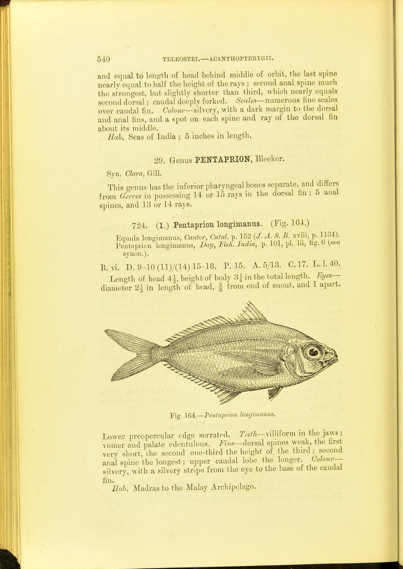 and equal to length of head behind middle of orbit, the last spine nearly equal to half the height of the rays ; second anal spine much the strongest, but slightly shorter than third, which nearly equals second dorsal; caudal deeply forked. /S'atZes—numerous hue scales over caudal fin. Colow—silvery, with a dark margin to the dorsal and anal fins, and a spot on each spine and ray of the dorsal fin about its middle. Uab. Seas of India ; 5 inches in length. 29. Genus FENTAPRION, Sleeker. Syn. Clara, Gill. This genus has the inferior pharyngeal bones separate, and differs from (Serves in possessing 14 or 15 rays in the dorsal hn ; 5 anal spines, and 13 or 14 rays. 724. (1.) Pentaprion longimanus. (Fig. 164.) Equula longimanus, Cantor, Catal. p. 152 (J. A. S i?- xyiii, p. 1134). Pentapriou longimanus, Baxj, Fish. India, p. lUl, pi. lu, tg. b (.see synon.). Rvi. D. 9-10 (11)/(14) 15-16. P. 15. A. 5/13. C. 17. L. 1.40. Length of head 4^, height of body 3^ in the total length Eyes— diameter 2^ in length of head, | from end of snout, and 1 apart. Pig. 164.—Fentaprion longimanus. Lower prcopercular edge serrated. Teeth-ViMovm in the jaws; vomer and palate edentulous. i''/»s—dorsal spnies weak, the first very short, vhe second one-third the height of the thu-d; second anal spine the longest; upper caudal lobe the longer Colour— silvery, with a silvery stripe from the eye to the base of the caudal lin. Hub. Madras to the Malay Archipelago.