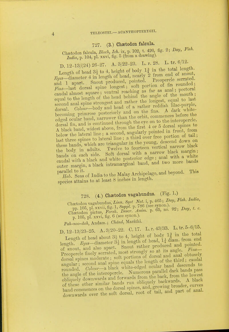 727. (3.) ChSBtodon falcula. ChEetodon falcula, Bloch, M.bc p. 102 t. 42G fig. 2; Uay, Fish. India, p. 104, pi. xxvi, fig. 5 (from a drawing). D 12-13/(24) 26-27. A. 3/22-23. L. r. 28. '^■^^■^f^- Length of head 3^ to 4, height of body If in ^l^e totaUeng J- ^;i_^liameter 4 h^length o£ bead, neariy 2 -^^J^^ becoming primrose posteriorly ^^^d on the ^^^^^^g^.e the A black band, widest above, from the hrst ^ o^J^J^ ^ ^ ''''''tx:Xt]Zt^^^^ edge; anal with a white Tti mfgin,SacTt^^^ band, and two more bands ^Sl Selt of India to the Malay Archip^ago, and beyond. This species attains to at least 8 inches m length. 728 (4 ) Chatodon vagabundus. (Kg- !•) p. 105, pi. xxYi, fig. 6 (see aynon.). Pah-noo-dah, Andam.; Clumd, Marathi. D. 12-13/23-25. A. 3/20-22. C. 17. L. r. 43/33. L. tl^ 5-6/15 Length of head about 3* to 4 height of ^ody If m the total angular ; second anal spine equals the ^'g^^^^f ,*^*Xscends to roi^nded. folour-M.^^^^^^^^^ the angle of the mt^ropercle. Ji^'^.k from the lowest nhlinueiv downwards and forwards from the DacK, uuui