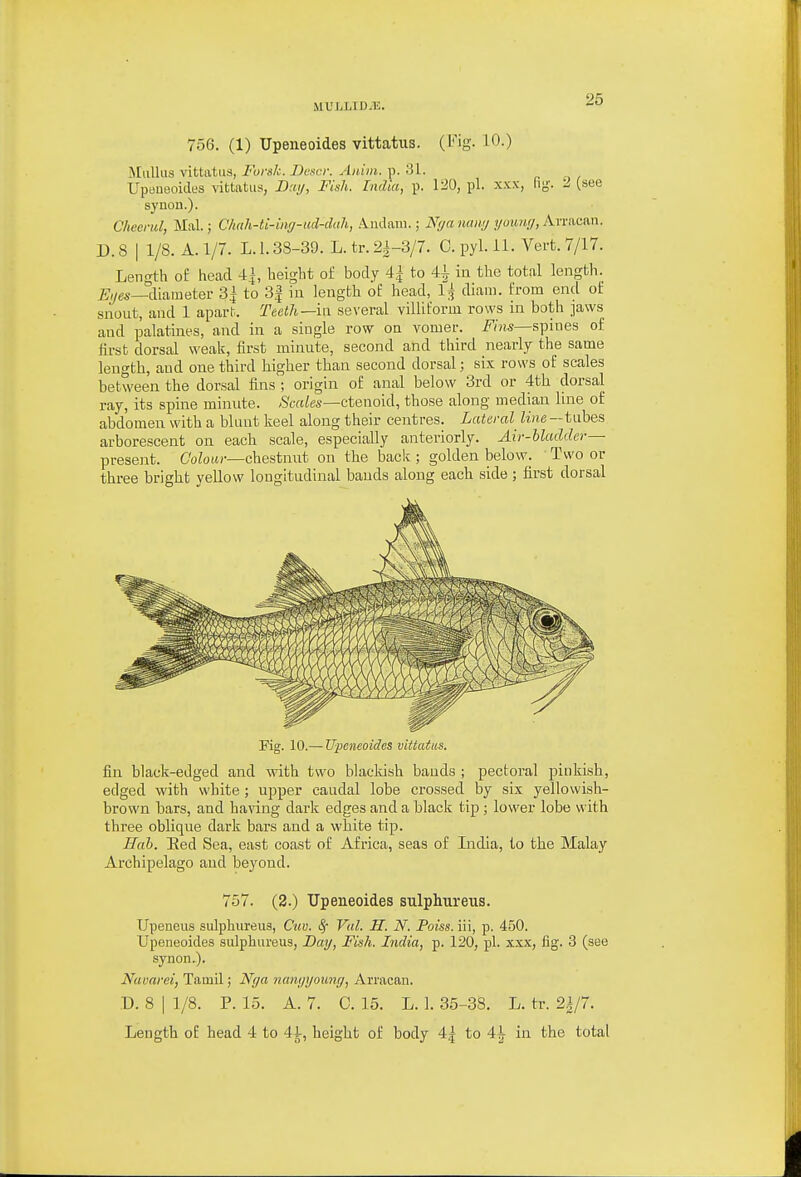 MULLIDiE. 756. (1) Upeneoides vittatus. (Kig. 10.) Mullus vittatus, Forsk. Desci: Aiiiiii. p. 31. UpBueoidBS vittatus, Drii/, Fish. India, p. 120, pi. x.\;x, hg'. (see syuon.). Cheeml, Mai.; CImh-ti-iiig-ucl-dah, .\iulam.; Nya nantj yumi,;/, Avracan. D.8 I 1/8. A. 1/7. L. 1.38-39. L.tr. 2^-3/7. C.pyl.ll. Vert. 7/17. Length of head 4], height of body 4^ to 4^ in the total length. _£;ygs^cllaineter 3;^ to 3| in length of head, 1;^ diam. from end of snout, and 1 apart. Teeth—in several villiform rows in both jaws and palatines, and in a single row on vomer. spines of first dorsal weak, first minute, second and third nearly the same length, and one third higher than second dorsal; six rows of scales between the dorsal fins ; origin of anal below 3rd or 4th dorsal ray, its spine minute. /Softies—ctenoid, those along median line of abdomen with a blunt keel along their centres. Lateral_ line—tubes arborescent on each scale, especially anteriorly. Air-Uadder— present. Colour—chestnut on the back; golden below. 'Two or three bright yeUow longitudinal bauds along each side ; first dorsal Fig. 10.— Upeneoides vittatus. fin black-edged and with two blacldsh bands ; pectoral pinkish, edged with white ; upper caudal lobe crossed by six yellowish- brown bars, and having dark edges and a black tip; lower lobe with three oblique dark bars and a white tip. Hah. Eed Sea, east coast of Africa, seas of India, to the Malay Archipelago and beyond. 757. (2.) Upeneoides sulphureus. Upeneus sulphureua, Cm. Val. H. N. Poiss. iii, p. 450. Upeneoides sulphureus, Day, Fish. India, p. 120, pi. xxx, fig. 3 (see synon.). Navarei, Tamil; Nya nani/i/ounf/, Arracan. D. 8 I 1/8. P. 15. A. 7. C. 15. L. 1. 35-38. L. tr. 2i/7. Length of head 4 to 4i;, height of body 4^ to 4i in the total