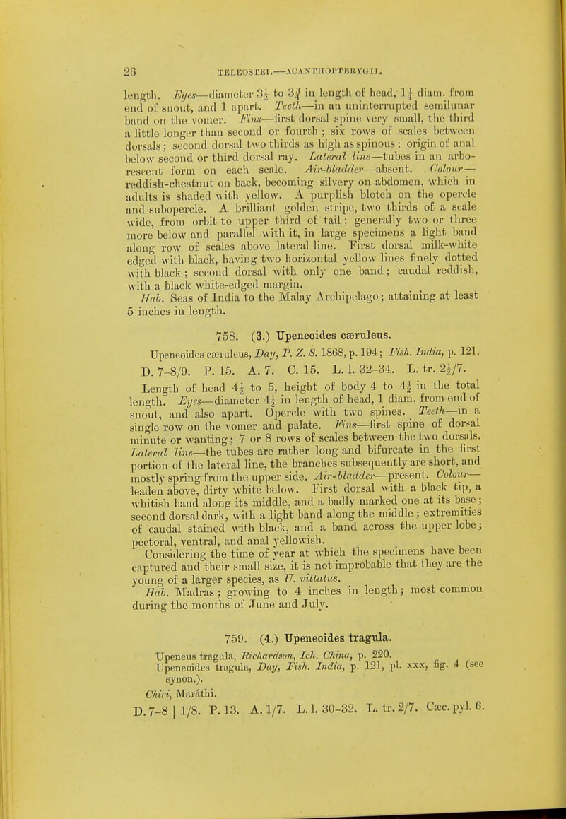 lengfcli. Eyes—diameter 3i to 3| hi lengtli of lioad, 1| diam. I'l-om end of snout, and 1 apart. Tcelli—in an uninterrupted semilunar baud on the vomer. Fi>is—first dorsal spine very stuall, the tliird a little longer than second or fourth ; six rows oF scales between dorsals; second dorsal two thirds as high as spinous ; origin of anal below second or third dorsal ray. Lateral line—tubes in an arbo- rescent form on each scale. Air-bladder—absent. Colour— reddish-chestnut on back, becoming silvery on abdomen, which in adults is sliaded with yellow. A purplish blotch on the opercle and subopercle. A brilliant golden stripe, two thirds of a scale wide, from orbit to upper third of tail; generally two or three more below and parallel with it, in large specimens a light baud along row of scales above lateral line. First dorsal milk-white edged \\ith black, having two horizontal yellow lines finely dotted with black; second dorsal with only one band; caudal reddish, with a black white-edged margin. Hub. Seas of India to the Malay Archipelago; attaining at least 5 inches in length. 758. (3.) TJpeneoides caeruleus. Upeneoides ceeruleus, Baij, P. Z. S. 18G8, p. 194; FisJi. India, p. 121. D. 7-8/9. P. 15. A. 7. 0. 15. L. 1. 32-34. L. tr. 2|/7. Length of head 4^ to 5, height of body 4 to M in the total length. H length of head, 1 diam. from end of snout, and also apart. Opercle with two spines. Teeth—m a single row on the vomer and palate. Fins—first spine of dorsal minute or wanting; 7 or 8 rows of scales between the two dorsals. Lateral Zine—the tubes are rather long and bifurcate in the first portion of the lateral line, the branches subsequently are short, and mostly spring from the upper side. Air-bladder—present. Coloiw— leaden above, dirty white below. First dorsal with a black tip, a whitish band along its middle, and a badly marked one at its base; second ddrsaldark, with a light band along the middle ; extremities of caudal stained w ith blaclv, and a band across the upper lobe; pectoral, ventral, and anal yellowish. Considering the time of year at which the specimens have been captured and their small size, it is not improbable that they are the young of a larger species, as U. vittatus. Bab. Madras ; growing to 4 inches m length; most common during the months of June and July. 759. (4.) Upeneoides tragula. TJpeneus tragula, Jticliardsoti, Ich. China, p. 220. Upeneoides trngula, Bay, Fish. India, p. 121, pi. sxx, fig. 4 (see sjTion.). Chili, Mnrathi. D.7-8|l/8. P. 13. A.]/7- L. 1.30-32. L. tr.2/7. Cffic.pyl.6.