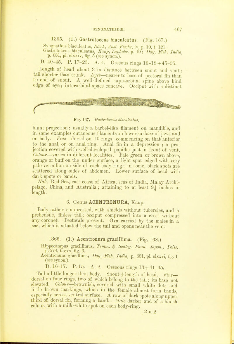 13G5. (1.) Gastrotoceus biaculeatiis. (Fig. 1G7.) Syug'mxlluis biaculeatiis, Bhich.AusJ. FUche, iv, p. 10, t. 131. Uastiotolieus biaculeatiis, Kuup, Lophohi: p. lU; Day, Fin//. India, p. 681, pi. cl.xxiv, fig'. 5 (sue synou.). D. 40-45. P. 17-23. A. 4. Osseous rings 1G-18 +45-55. Length of head about 3 iu distance between snout and vent; tail shorter than trunlw A^z/fs—nearer to base of pectoral fin than to eud of snout. A well-defined supraorbital spine above hind edge of eye; interorbital space concave. Occiput with a distinct Fig. 167.—Gastrotoceus biaouleatics. blunt projection; usually a barbel-like filament on mandible, and in some examples cutaneous filaments on lower surface of jaws and on body. Fins—-dorsal on 10 rings, commencing on that anterior to the anal, or on anal ring. Anal fin in a depression ; a pro- jection covered with well-developed papilla just in front ol: vent. Colour-—varies in diflferent localities. Pale green or brown above, orange or bufi' on the under surface, a light spot edged with very pale vermilion on side of each body-ring ; in some, black spots are scattered along sides of abdomen. Lower surface of head with dark spots or bands. Ilab. Eed Sea, east coast of Africa, seas of India, Malay Archi- pelago, China, and Australia; attaining to at least 9| inches iu length. 6. Genus ACENTRONUEA, Kaup. Body rather compressed, with shields without tubercles, and a prehensile, fiuless tail; occiput compressed into a crest without any coronet. Pectorals present. Ova carried by the males in a sac, which is situated below the tail and opens near the vent. 1366. (1.) Acentromira gracillima. (Pig. 168.) Hippocampus g-racillimus, Temm. 8^ Sahleri. Faun. Janon., Poiss. p. 274, t. cxx, fig. 6. Acentronm-a graciUima, Dai/, Fish. India, p. 681, pi. clxxvi, fig. 1 (see synon.). ° D. 16-17, P. 15. A. 2. Osseous rings 134-41-45. Tail a little longer than body. Snout f length of head. Fins— dorsal on four rings, two of which belong to the tail; its base not elevated. 6'otoj«-—brownish, covered with small white dots and little brown markings, which in the female almost form bands, especially across ventral surface. A row of dark spots aloug upper third of dorsal fin, forming a band. Male darker and of a bluish colour, with a milk-white spot on each body-ring.