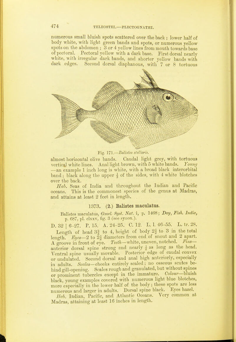 numerous small bluish spots scattered over the back ; lower half of body white, with light green bands and spots, or numerous yellow spots on the abdomen ; 3 or 4 yellow lines from mouth towards base of pectoral. Pectoral yellow with a dark base. Eirst dorsal nearly white, with irregular dark bands, and shorter yellow bands with dark edges. Second dorsal diaphanous, with 7 or 8 tortuous Fig. 171.—Balistcs stcUaris. almost horizontal olive bauds. Caudal light grey, with tortuous vertical white Hues. Anal light brown, with 5 white bands. Youncj —an example 1 inch long is white, with a broad black interorbital band ; black along the upper j of the sides, with 4 white blotches over the back. Sab. Seas of India and throughout the Indian and Pacific oceans. This is the commonest species of the genus at Madras, and attains at least 2 feet in length. 1373. (2.) Balistes maculatus. Batistes maculatus, Gmel Sijst. Nat. i, p. 1468; Day, Fish. India, p. 687, pi. clsxv, fig. 3 (see synon.). D. 32 I 6-27. P. 15. A. 24-25. 0. 12. L. 1. 46-55. L, tr. 28. Length of head 3| to 4, height of body 2^ to 3 in the total length. Eyes—2 to 2| diameters from end of snout and 2 apart. A groove in fi-ont of eye. Teeth—white, uneven, notched. Fins— anterior dorsal spine strong and nearly | as long as the head. Yentral spine usually movable. Posterior edge of caudal convex or undulated. Second dorsal and anal high anteriorly, especially in adults. Scales-cheeliB entirely scaled; no osseous scutes be- hind gill-opening. Scales rough and granulated, but without spines or prominent tubercles except in the immature. CoZorw—blmsh black, young examples covered with numerous light blue blotches, more especially in the lower half of the body; these spots are less numerous and larger in adults. Dorsal spine black. Eyes hazel. ITab. Indian, Pacific, and Atlantic Oceans. Very common at Madras, attaining at least 16 inches in length.