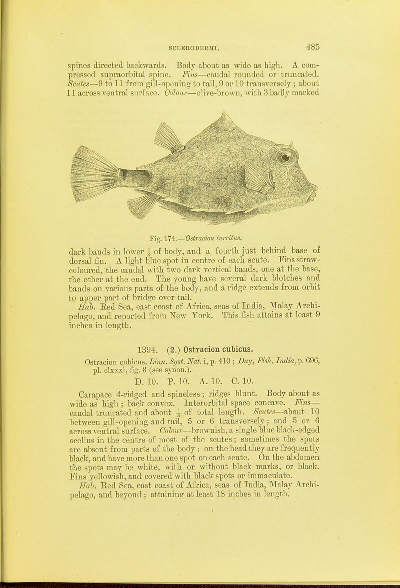 spines directed baclcwards. Body about as wide as high. A. com- pressed supraorbital spine. Fi)is—caudal rounded or truncated. l^ciUes—9 to 11 from gill-opening to tail, 9 or 10 transversely ; about 11 across ventral surface. Oolow—olive-brown, with 3 badly marked Fig. 174.—Osiracion turritus. dark bands in lower \ of body, and a fourth just behind base of dorsal fin. A light blue spot in centre of each scute. Fins straw- coloured, the caudal with two dark vertical bands, one at the base, the other at the end. The young have several dark blotches and bands on various parts of the body, and a ridge extends from orbit to upper part of bridge over tail. Eah. Eed Sea, east coast of Africa, seas of India, Malay Archi- pelago, and reported from New York. This fish attains at least 9 inches in length. 1394. (2.) Ostracion cuMcus. Ostracion ciibieus, Linn. Si/st. Nat. i, p. 410 ; Dai/, Fish. India, p. 696, pi. clxxxi, fig. 3 (see synon.). D. 10. P. 10. A. 10. C. 10. Carapace 4-ridged and spineless ; ridges blunt. Body about as wide as high ; back convex. Interorbital space concave. Fins— caudal truncated and about i of total length. Smtes—about 10 between gill-opening and tail, 5 or 6 transversely ; and 5 or 6 across ventral surface. Colour—brownish, a single blue black-edged ocellus in the centre of most of the scutes; sometimes the spots are absent from parts of the body ; on the head they are frequently black, and have more than one spot on each scute. On the abdomen the spots may be white, with or without black marks, or black. Fins yellowish, and covered with black spots or immaculate. Eah. Eed Sea, east coast of Africa, seas of India, Malay Archi- pelago, and beyond; attaining at least 18 inches in length.