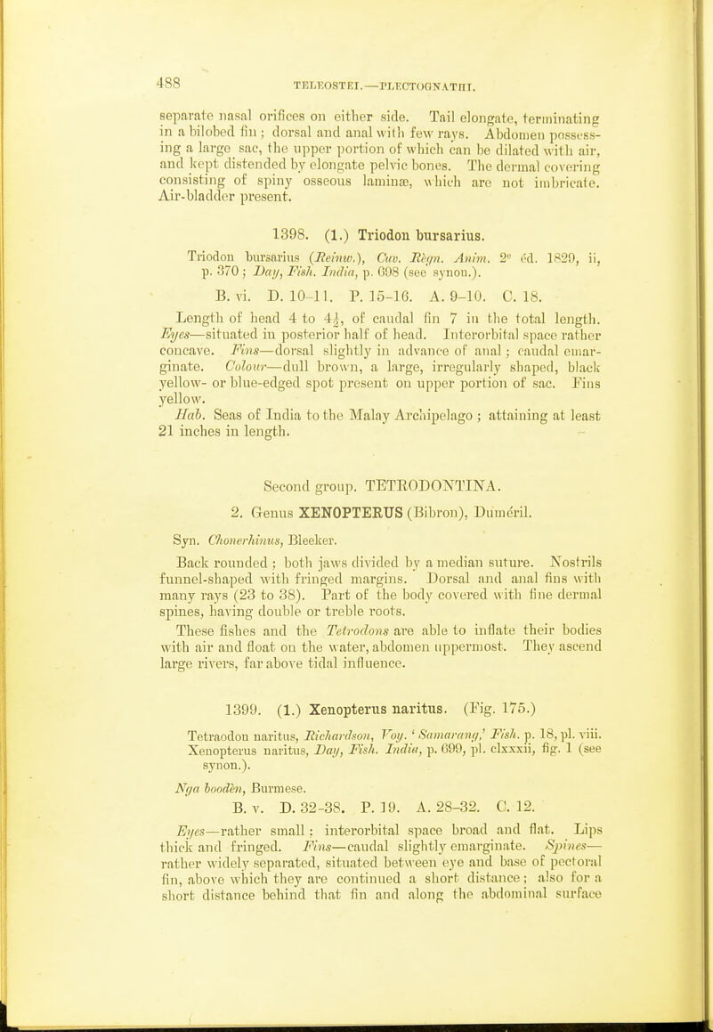 separalo nasal orifices on either side. Tail elongate, terminating in a bilobed fin ; dorsal and anal willi few rays. Abdomen possess- ing a large sac, the upper portion of which can he dilated with air, and kept distended by elongate pelvic bones. The dermal covering consisting of spiny osseous laminae, which are not imbricate. Air-bladder present. 1398. (1.) Triodon Mrsarius. Triodon biirsariiis {Eeimu.), Cm. Rh/n. Anim. 2 od. 1820, ii, p. 370 ; liay, Fish, India, p. G98 (see synou.). B. vi. D. 10-11. P. 15-16. A. 9-10. 0.18. Length of head 4 to 4|, of caudal fin 7 in the total length. Eyes—situated in posterior half of head. Intcrorbital space rather concave. Fins—dorsal slightly in advance oF anal ; caudal euiar- giuate. Colour—dull brown, a large, irregularly shaped, black- yellow- or blue-edged spot present on upper portion of sac. Pins yellow. Hah. Seas of India to the Malay Ai'chipelago ; attaining at least 21 inches in length. Second group. TETEODONTINA. 2. Genus XENOPTERUS (Bibron), DumerU. Syn. Chonerhinus, Bleeker. Back rounded ; both jaws divided by a median suture. Nostrils funnel-shaped with fringed margins. Dorsal and anal fins with many rays (23 to 38). Part of the body covered with fine dermal spines, having double or treble roots. These fishes and the Teirodovs are able to inflate their bodies with air and float on the water, abdomen uppermost. They ascend large rivers, far above tidal influence. 1399. (1.) Xenopterus naritus. (Fig. 175.) TetraodoD naritus, Richanlson, Vol/. ' Snmairnii/,' Fish. p. 18, pi. viii. Xenopterus naritus. Day, Fish. Imliu, p. 699, pi. clxxxii, fig. 1 (see synon.). Nya hoodhi, Burmese. B. V. D. 32-38. P. 19. A. 28-32. 0.12. Eyes—rather small: interorbital space broad and flat. Lips thick and fringed. Fins—caudal slightly emarginate. Spines— rather widely separated, situated between eye .and base of pectoral fin, above wliich they are continued a short distance; also for a short distance behind that fin and along the abdominal surface