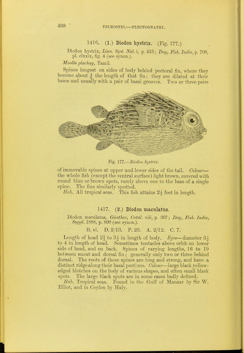 14] 6. (1.) Diodon hystrix. (Fig. 177.) Diodon hystrix, Linn. Sysl. Nat. i, p. 413; Day, Fish. India, p. 708, pi. clxxix, fig. 4 (see synon,). Moollu plachay, Tamil Spines longest on sides of body behind pectoral fin, where they become about I the length of that fin; they are dilated at their bases and usually with a pair of basal grooves. Two or three pairs Kg. 177.—Diodon hystrix. of immovable spines at upper and lower sides of the tail. Colour— the whole fish (except the ventral surface) light brown, covered with round blue or brown spots, rarely above one to the base of a single spiaie. The fins similarly spotted. Hah. AU tropical seas. This fish attains 2^ feet in length. 1417. (2.) Diodon maculatus. Diodon maculatus, GUnthei; Catal. viii, p. -307; Day, Fish. India, Suppl. 1888, p. 809 (see synon.). B. vi. D. 2/13. P. 23. A. 2/12. C. 7. Length of head 2| to 3^ in length of body. Eyes—diameter 3| to 4 in length of head. Sometimes tentacles above orbit on lower side.of head, and on back. Spines of varying lengths, 16 to 19 between snout and dorsal fin; generally only two or three behind dorsal. The roots of these spines are long and strong, and have a distinct ridge along their basal portions. Colour—large black yellow- edged blotches on the body of various shapes, and often small black spots. The large black spots are iu some cases badly defined. Mab. Tropical seas. Found in the Gulf of Manaar by Sir W. Elliot, and in Ceylon by Haly.