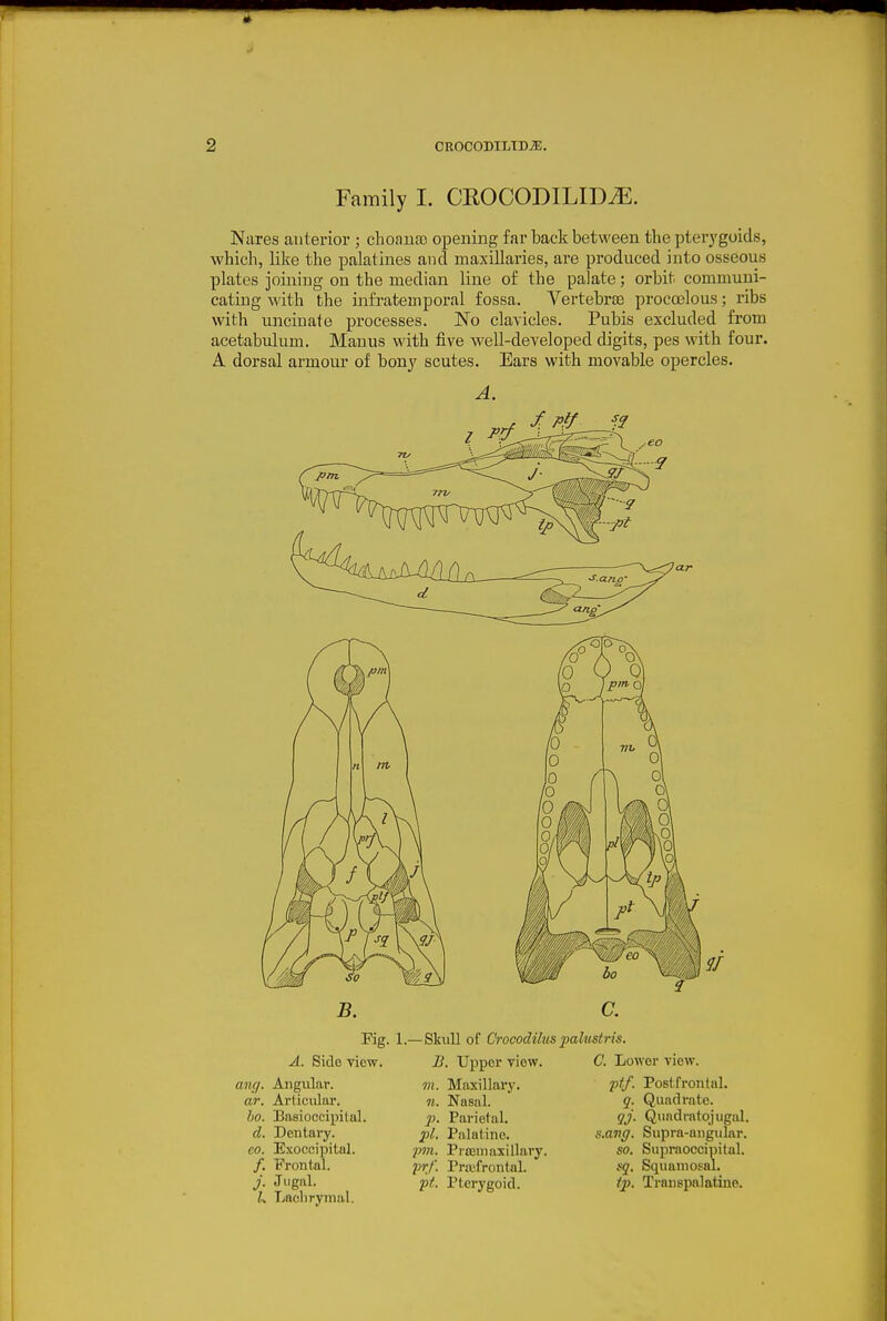 Family I. CROCODILID^. Nares anterior ; choaua) opening far back between the pterygoids, which, like the palatines and maxillaries, are produced into osseous plates joining on the median line of the palate; orbit commuui- cating with the infratemporal fossa. Vertebrae procctlous; ribs with uncinate processes. No clavicles. Pubis excluded from acetabulum. Manus with five well-developed digits, pes with four. A dorsal armour of bony scutes. Ears with movable opercles. A. B. Fig, A. Side view. ang. Angular. ar. Articular. ho. Basioccipilal. d. Dentary. CO. Exocoipital. /. Frontal. j. Jugal. k Laclirymal. 1.—Skull of Crocodilus palmtris. m. 11. !>• pi. pm. frf. ft. , Upper view. Maxillarj'. Nasal. Parietal. Palatine. PrcBui axillary. Pra'fronial. Pterygoid. C. Lower view. -ptf. Postfronlal. q. Quadrate. qj. Quadralojugal. s.aiig. Supra-angular. so. Supraoccipital. sq. Squamosal. tp. Transpalatine.