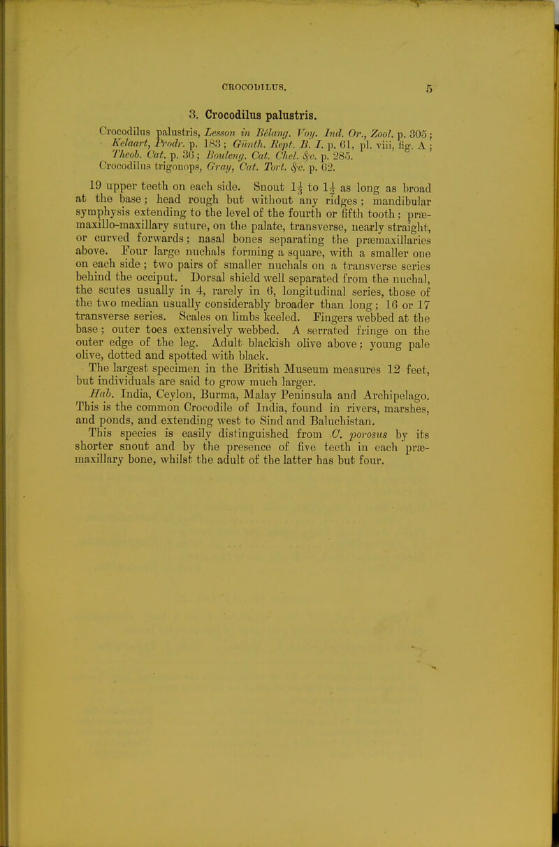 3. Crocodilus palustris. Crocodilus palustris, Lesson in Belang. Voy. Inil. Or., Zool. p. 305 ; • Kelaart, IVodr. p. 183 ; Gibith. Rcpt. B. I. p. Gl, pi. viii, fiff. A : Theoh. Cat. p. 36; Boulenij. Cat. Chel. ^-c. p. 285. Crocodilus trig-onops, Gray, Cut, Tort. Sfc. p. 62. 19 upper teeth on each side. Snout 1^ to 1| as long as broad at the base; head rough but without any ridges; mandibular symphysis extending to the level of the fourth or fifth tooth; prte- maxillo-maxillary suture, on the palate, transverse, nearly straight, or curved forwards; nasal bones separating the praemaxillaries above. Pour large nuchals forming a square, with a smaller oue on each side; two pairs of smaller nuchals on a transverse series behind the occiput. Dorsal shield well separated from the nuchal, the scutes usually in 4, rarely in 6, longitudinal series, those of the two median usually considerably broader than long ; 16 or 17 transverse series. Scales on limbs keeled. Fingers webbed at the base; outer toes extensively webbed. A serrated fringe on the outer edge of the leg. Adult blackish olive above: young pale olive, dotted and spotted with black. The largest specimen in the British Museum measures 12 feet, but individuals are said to grow much larger. Hah. India, Ceylon, Burma, Malay Peninsula and Archipelago. This is the common Crocodile of India, found in rivers, marshes, and ponds, and extending west to Sind and Baluchistan. This species is easily distinguished from G. porosus by its shorter snout and by the presence of five teeth in each prae- maxillary bone, whilst the adult of the latter has but four.