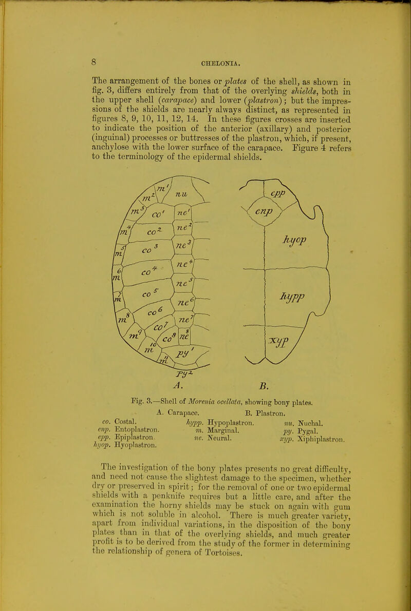 The arrangement of the bones or plates of the shell, as shown in fig. 3, differs entirely from that of the overlying shields, both in the upper shell {carapace) and lower (plastron); but the impres- sions of the shields are nearly always distiuct, as represented in figures 8, 9, 10, 11, 12, 14. In these figures crosses are inserted to indicate the position of the anterior (axillary) and posterior (inguinal) processes or buttresses of the plastron, which, if present, anchylose with the lower surface of the carapace. Figure 4 refers to the terminology of the epidermal shields. m 'm. CO CO' CO' nil 3 \ CO Tie''' ne ne' A. B. Fig. 3.—Shell of Morenia oocllata, showing bony plates. A. Carapace. B. Plastron. Costal. hypp. Hypoplastron. mi. Nuchal. Entoplastron. m. Marginal. py. Pygal. ne. Neural. xyp. Xiphiplastron. CO. ewp. epp. Epipiastron hyop. Hyoplastron. The investigation of the bony plates presents no great difficulty, and need not cause the slightest damage to the specimen, whether dry or preserved in spirit; for the removal of one or two epidermal shields with a penknife requires but a little care, and after the examination the horny shields may be stuck on again with gum which is not: soluble in alcohol.  There is much greater variety, apart from individual variations, in the disposition of the bony plates than in that of the overlviug shields, and much greater profit is to be derived from the study of the former in determining: the relationship of genera of Tortoises.