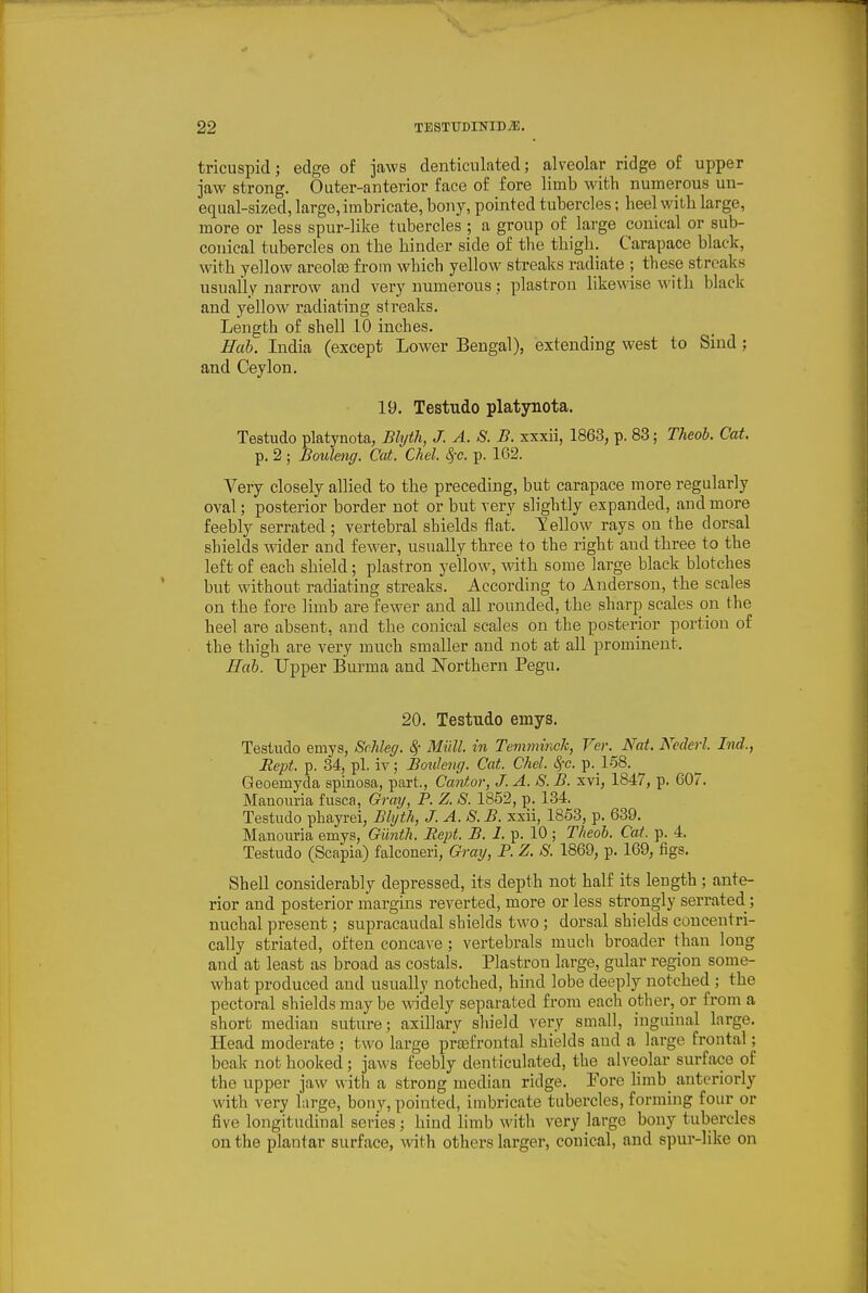 tricuspid; edge of jaws denticulated; alveolar ridge of upper jaw strong. Outer-anterior face of fore limb with numerous un- equal-sized, large, imbricate, bony, pointed tubercles; heel with large, more or less spur-like tubercles ; a group of large conical or sub- conical tubercles on the hinder side of the thigh. Carapace black, with yellow areolte from which yellow streaks radiate ; these streaks usually narrow and very numerous; plastron likewise with black and yellow radiating streaks. Length of shell 10 inches. Hah. India (except Lower Bengal), extending west to Sind ; and Ceylon. 19. Testudo platynota. Testudo platynota, Blyth, J. A. S. B. xxxii, 1863, p. 83; Theob. Cat. p. 2 ; Bouleng. Cat. Chel. S^c. p. 162. Very closely allied to the preceding, but carapace more regularly oval; posterior border not or but very slightly expanded, and more feebly serrated ; vertebral shields flat. Yellow rays on the dorsal shields wider and fewer, usually three to the right and three to the left of each shield; plastron yellow, with some large black blotches but without radiating streaks. According to Anderson, the scales on the fore limb are fewer and all rounded, the sharp scales on the heel are absent, and the conical scales on the posterior portion of the thigh are very much smaller and not at all prominent. Hob. Upper Burma and Northern Pegu. 20. Testudo emys. Testudo emys, ScMeg. ^- Miill. in Temminch, Ver. Nat. Ncderl. Ind., Rept. p. 34, pi. iv; Bouleng. Cat. Chel. Sfc. p. 158. Geoemyda spinosa, part., Ca^itor, J. A. S. B. xvi, 1847, p. 607. Manouria fusca, Grag, P. Z. S. 1852, p. 134. Testudo phayrei, Blgth, J. A. 8. B. xxii, 1853, p. 639. Manouria emys, Giinth. Rept. B. I. p. 10 ; Theoh. Cat. p. 4. Testudo (Scapia) falconeri, Gray, P. Z. 8. 1869, p. 169, tigs. Shell considerably depressed, its depth not half its length ; ante- rior and posterior margins reverted, more or less strongly serrated; nuchal present; supracaudal shields two ; dorsal shields concentri- cally striated, often concave; vertebrals mucli broader than long and at least as broad as costals. Plastron large, gular region some- what produced and usually notched, hind lobe deeply notched ; the pectoral shields may be widely separated from each other, or from a short median suture; axillary shield very small, inguinal large. Head moderate ; two large praefrontal shields and a large frontal; beak not hooked; jaws feebly denticulated, the alveolar surface of the upper jaw with a strong median ridge. Fore limb_ anteriorly with very large, bony, pointed, imbricate tubercles, forming four or five longitudinal series; hind limb with very large bony tubercles on the plantar surface, with others larger, conical, and spur-like on