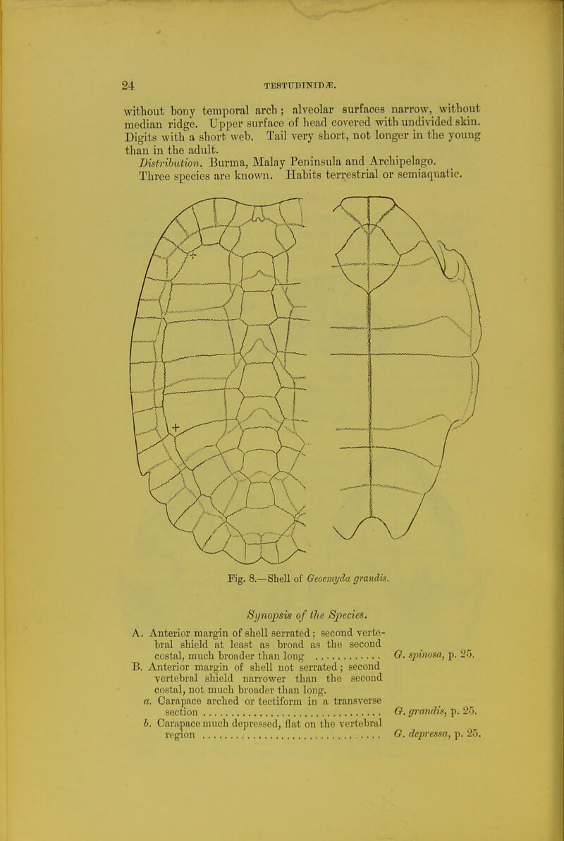 without bony temporal arch; alveolar surfaces narrow, without median ridge. Upper surface of head covered with undivided skin. Digits with a short web. Tail very short, not longer in the young than in the adult. Distribution. Burma, Malay Peninsula and Archipelago, Three species are known. Habits terrestrial or semiaquatic. Fig, 8.—Shell of Geoemyda grandis. Synopsis of the Species. A. Anterior margin of shell serrated; second verte- bral shield at least as broad as the second costal, much broader than long O. spinosa, p. 25. B. Anterior margin of shell not serrated; second vertebral shield narrower than the second costal, not much broader than long. a. Carapace arched or tectiforni in a transverse section O. grandis, p. 25, b. Carapace much depressed, flat on the vertebral region G. depressa, p, 25.