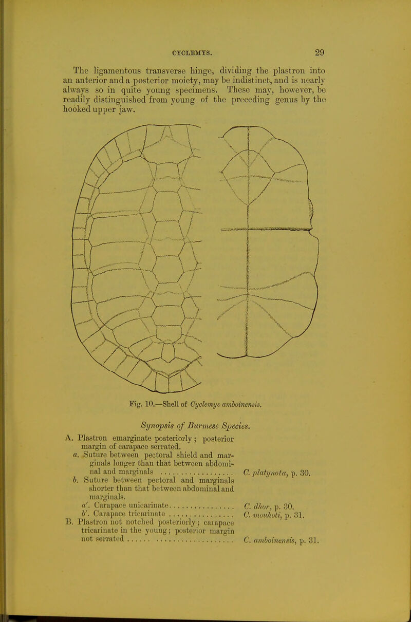 The ligaineutous transverse hiuge, dividing the plastron into an anterior and a posterior moiety, may be indistinct, and is nearly always so in qnite young specimens. These may, however, be readily distinguished from young of the preceding genus by the hooked upper jaw. Fig. 10.—Shell of Cyclemys amboinensis. Synopsis of Burmese Sjpecies. A. Plasti-on emarginate posteriorly; posterior margin of carapace serrated. a. Suture between pectoral shield and mar- ginals longer than that between abdomi- nal and marginals C. platynota, p. 30. b. Suture between pectoral and marginals sliorter than that between abdominal and marginals. a'. Carapace unicari)iate C. d/ior, p. 30. b'. Carapace tricariuate c. niouhuli, p. .31. B. Plastron not notched posteriorly; carapace tricariuate in the youug; posterior margin not serrated C. amboinensis, p. 31.