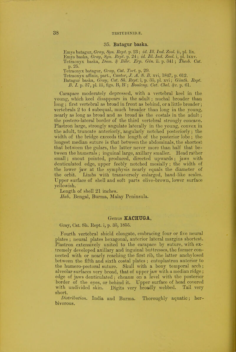 35. Batagur baska. Emys batagur, Gray, Si/ii. Iie2)t. p. 23 ; id. III. Ind. Zool. ii, pi. lix. Emys baslia, Gray, Si/71. liept. p. 24; id. 111. Ind. Zool. \, pi. Ixxv. Tetraouyx baska, Dum. 8f Bibr. Erp. Gen. ii. p. 341; T/ieob. Cat. p. 25. Tetraonyx batagur, Gi-ay, Cat. Tort. p. 29. Tetraonyx affinis, part., Cantor, J. A. S. B. xvi, 1847, p. 612. Batagur baska. Gray, Cat. Sh. Hept. i, p. 35, pi. xvi; Giinth. Jtept. B. I. p. 37, pi. iii, figs. B, B'; Bouleny. Cat. Chel. (^c. p. Gl. Carapace moderately depressed, with a A'ertebral keel in the yoimg, which keel disappears in the adult; nuchal broader than long ; first vertebral as broad in front as behind, or a little broader; vertebrals 2 to 4 subequal, much broader than long in the young, nearly as long as broad and as broad as the costals in the adult; the postero-lateral border of the third vertebral strongly concave. Plastron large, strongly angulate laterally in the young, convex in the adult, truncate anteriorly, angularly notched posteriorly; the width of the bridge exceeds the length of the posterior lobe ; the longest median suture is that between the abdominals, the shortest that between the gulars, the latter never more than half that be- tween the humerals ; inguinal large, axillary smaller. Head rather small; snout pointed, produced, directed upwards; jaws with denticulated edge, upper feebly notched mesially ; the width of the lower jaw at the symphysis nearly equals the diameter of the orbit. Limbs with transversely enlarged, band-like scales. Upper surface of shell and soft parts olive-brown, lower siurface yellowish. Length of shell 21 inches. Hah. Bengal, Burma, Malay Peninsula. Genus KACHUGA, Gray, Cat. Sh. Eept. i, p. 35, 1855. Fourth vertebral shield elongate, embracing four or five neural plates ; neural plates hexagonal, anterior lateral margins shortest. Plastron extensively united to the carapace by suture, with ex- tremely developed axillary and inguinal buttresses, the former con- nected with or nearly reaching the first rib, the latter anchylosed between the fifth and sixth costal plates ; entoplastron anterior to the humero-pectoral suture. Skull with a bony temporal arch ; alveolar surfaces very broad, that of upper jaw with a median ridge; edge of jaws denticulated; choanse on a level with the posterior border of the eyes, or behind it. Upper surface of head covered with undivided skin. Digits very broadly webbed. Tail very short. Distribution. India and Burma. Thoroughly aquatic; her- bivorous.