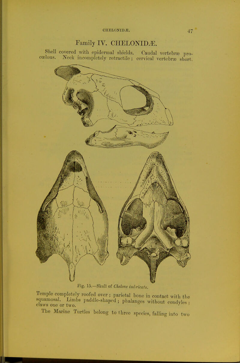 Family IV. CHELONID^. Shell covered with epidermal shields. Caudal vertebrte pro- coelous. Neck incompletely retractile ; cervical A^ertebrfe short. Fig. 15.—Skull of Chelone imlricata. Temple completely roofed over ; parietal bone in contact wilh the squamosal. Lnnbs paddle-shapcd ; phalanges without condyles • claws otie or two. •' ' The Marine Turtles belong to three species, falling into txA o