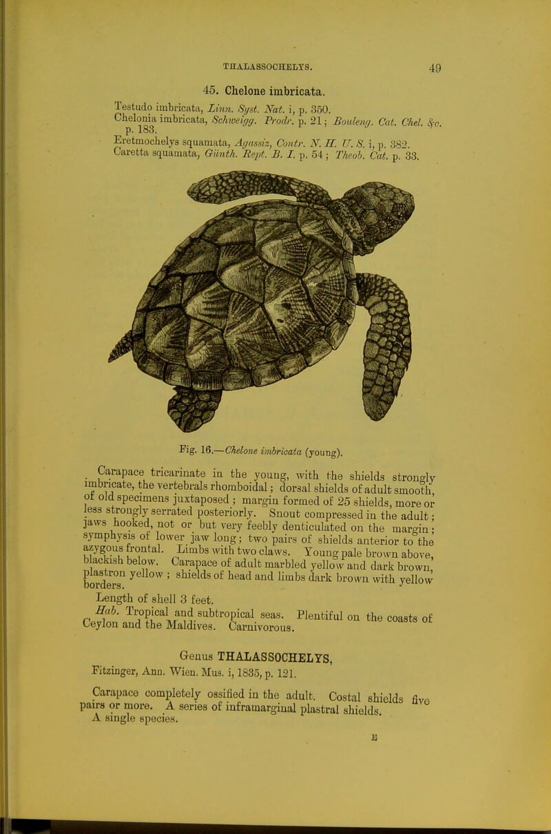 45. Chelone imbricata. Testudo imbricata, Linn. Si/st. Nat. i, p. 350. Chelonia imbricata, Schweigg. Prodi: p. 21; Boulemj. Cat. Chel. Sfc. p. 183. Eretmochelys squamata, Ayassiz, Contr. N. H. U. S. i, p. 382 Caretta squamata, Giinth. Rept. B. I. p. 54; Theoh. Cat. p. 33. Fig. 16.—Chelone imbricata (young). _ Carapace tricarinate ia the young, with the shields strongly imbricate, the vertebrals rhomboidal; dorsal shields of adult smooth ot old specimens juxtaposed ; marg-in formed of 25 shields, more or less strongly serrated posteriorly. Snout compressed in the adult: ]aws hooked, not or but very feebly denticulated on the margin • symphysis ot lower jaw long; two pairs of shields anterior to the azygous frontal. Limbs xvith two claws. Young pale brown above, b ackish below. Carapace of adult marbled yellow and dark brown borderT ' ^^^ ^'^ ^^^^^ ^^'^^'^ ^rovvn with yellow Length of shell 3 feet. Hah. Ti'opical and subtropical seas. Plentiful on the coasts of Ceylon and the Maldives. Carnivorous. Genus THALASSOCHELYS, Fitzinger, Ann. Wien. Mus. i, 1835, p. 121. Carapace completely ossified in the adult. Costal shields fivn pairs or more. A series of inframarginal plastral shields A single species, JQ