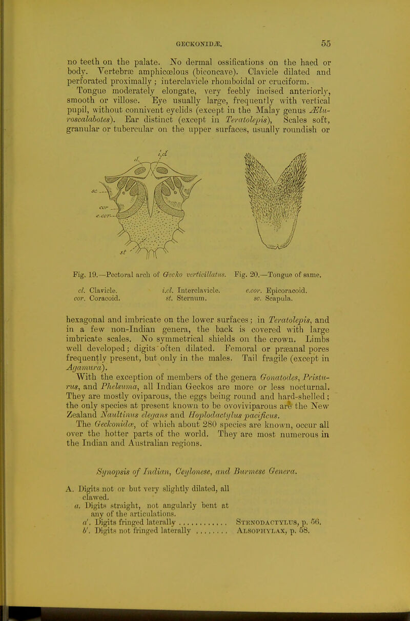 no teelh on the palate. No dermal ossifications on the haed or body. Vertebras amphicoeloas (biconcave). Clavicle dilated and perforated proximallj ; iuterclavicle rhouiboidal or cruciform. Tongue moderately elongate, very feebly incised anteriorly, smooth or villose. Eye usually large, frequently with vertical pupil, without connivent eyelids (except in the Malay genus ^lu- roscalahotes). Ear distinct (except in Teratolepis), Scales soft, granular or tubercular on the upper surfaces, usually roundish or Fig. 19.—Pectoral arch of Gecko verticillatus. Fig. 20.—Tongue of same. hexagonal and imbricate on the lower surfaces; in Teratolepis, and in a few non-Indian genera, the back is covered with large imbricate scales. No symmetrical shields on the crown. Limbs well developed; digits often dilated. Femoral or prseanal pores frequently present, but only in the males. Tail fragile (except in Afjamura). With the exception of members of the genera Gonatodes, Pristu- rus, and Phehuma, all Indian Geckos are more or less uocturnal. They are mostly oviparous, the eggs being round and hard-shelled; the only species at present known to be ovoviviparous are the New Zealand Naultinus elerjans and tloplodactylus pacificus. The GecJconido', of which about 280 species are known, occur all over the hotter parts of the world. They are most numerous in the Indian and AustraHan regions. Synopsis of Indian, Ceijlonese, and Burmese Oenera, A. Digits not or but very slig-litly dilated, all clawed. a, Digits straight, not angularly bent at any of the articuhitions. Digits fringed laterally Stknodactylus, p. -^0. b'. Digits not fringed laterally Alsophvlax, p. 58. cl. Claricle. cor. Coracoid. i.cl. Interclavicle. St. Sternum. e.cor. Epicoracoid. sc. Scapula.