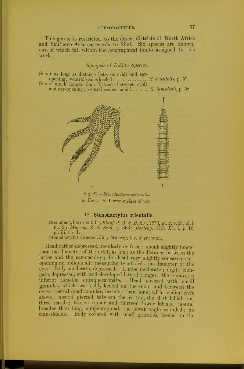 This genus is restricted to the desert districts of North Africa and Southern Asia eastwards to Sind. Six species are known, two of which fall within the geographical limits assigned to this work. Si/no2:)s{s of Indian Species, Snout as long as distance between orbit and ear- opening; ventral scales keeled 8. orientalis, p. 67, Snout much longer than distance between orbit and ear-opening; venti'al scales smooth S. himsdenii^ p. 68. 55 I: iTTl —TTT II I. Tl. 21.—Stenodactylus orientalis. a. Foot. h. Lower sm-face of toe. 48. Stenodactylus orientalis. Stenodactylus orientahs, Bla7if. J. A. S. B. xlv, 1876, pt. 2, p. 21, pi. i, fig. 2; Mtirray, Zool. Sind, p. 363; Boulencj. Cat. Liz. i, p. 16, pi. iii, fig. 1. Stenodactylus dunstervillei, Murray, I. c. ^ erratum. Head rather depressed, regularly oviform; snout slightly longer than the diameter of the orbit, as long as the distance between the latter and the ear-opening; forehead very slightly concave; ear- opening an oblique slit measuring two-thirds the diameter of the eye. Body moderate, depressed. Limbs moderate ; digits elon- gate, depressed, with well-developed lateral fringes; the transverse inferior lamella3 quinquecarinate. Head covered with small granules, which are feebly keeled on the snout and between the eyes; rostral quadrangular, broader than long, with median cleft above; nostril pierced between the rostral, the first labial, and three nasals; twelve upper and thirteen lower labials; menta. broader than long, subpentagonal, the lower angle rounded; no chin-shields. Body covered with small granules, keeled on the