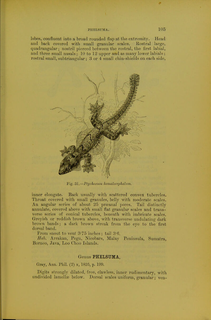 lobes, confluent into a broad rouuded flap at the extremity. Head and back covered with small gi'anular scales. Eostral large, quadrangular; nostril pierced between the rostral, the first labial, and three small nasals; 10 to 12 upper and as many lower labials ; rostral small, subtriaugular; 3 or 4 small chin-shields on each side, Fig. 31.—Ptychozoon Jiomalocephalum. inner elongate. Back usually -with scattered convex tubercles. Throat covered with small granules, belly with moderate scales. An angular series of about 25 prseanal pores. Tail distinctly annulate, covered above with small flat granular scales and trans- verse series of conical tubercles, beneath with imbricate scales. Grreyish or reddish brown above, with transverse undulating dark brown bands; a dark brown streak from the eye to the first dorsal band. Prom snout to vent 3-75 inches; tail 3'6. Huh. Arrakan, Pegu, Nicobars, Malay Peninsula, Sumatra, Borneo, Java, Loo Choo Islands. Genus PHELSUMA, Gray, Ann. Phil. (2) x, 1826, p. 199. Dibits strongly dilated, free, clavvless, inner rudimentary, with undivided lamellse below. Dorsal scales uniform, granular; ven-