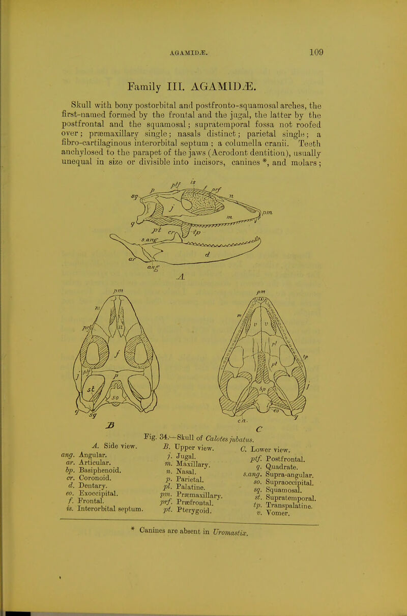 Family III. AGAMID.E. Skull with bony postorbital and posfcfronto-squatnosal arches, the first-uaiued formed by the frontal and the jugal, the latter by the postfrontal and the squamosal; supratemporal fossa not roofed over; praemaxillary single; nasals distinct; parietal siagle; a fibro-cartilaginous interorbital septum ; a columella cranit. Teeth anchylosed to the parapet of the jaws (Acrodont dentitiou), usually unequal in size or divisible into incisors, canines *, and molars; pm. c A. Side view. ang. Angular. ar. Articular. hp. Basiphenoid, er. Coronoid. d. Dentary. eo. Exoccipital, /. Frontal. is. Interorbital septum Fig. 34.--Skull of Calotes jubatus B. Upper view. C. Lower view j. Jugal. m. Maxillary. n. Nasal. p. Parietal. pi. Palatine. pm. Pr£emaxillary. prf. Prajfrontal. pt. Pterygoid. ptf. Postfrontal. q. Quadrate. s.aiig. Supra-angular. so. Supraoccipital. sq. Squamosal. St. Supratemporal. tp. Transpalatine. V. Vomer. Canines are absent in Uromast IX.