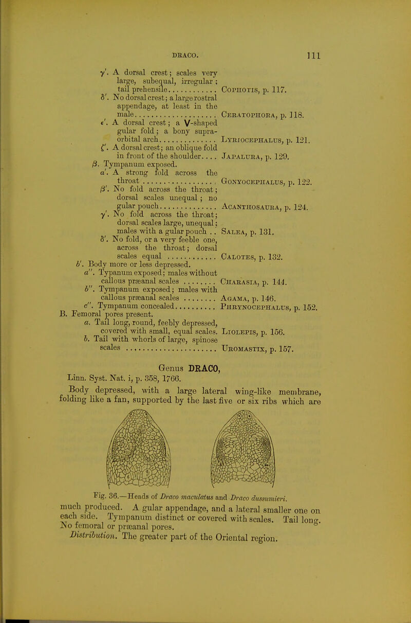 y'. A dorsal crest; scales very lar^e, subequal, irregular ; tail prehensile Cophotis, p. 117. 8'. No dorsal crest; a large rostral appendage^ at least in the male Ceeatophoha, p. ] 18. «'. A dorsal crest; a V-shaped gular fold; a bony supra- orbital arch Lyriocephalus, p. 121. i'. A dorsal crest; an oblique fold in front of the shoulder.., . Japaltjua, p. 129. /3. Tympanum exposed. a , A strong fold across the throat , GoNYocEPHALUS; p. 122. /3'. No fold across the throat; dorsal scales unequal ; no gular pouch Acanthosatjba, p. 124. y. No fold across the throat; dorsal scales large, unequal; males with a gular pouch .. Salea, p. 131. 8'. No fold, or a very feeble one, across the throat; dorsal scales equal Oalotes, p. 132. b'. Body more or less depressed. a. Typanum exposed; males without callous prjeanal scales Chabasia, p. 144. b. Tympanum exposed; males with callous prteanal scales Agama, p. 146. c. Tympanum concealed Phbynocephalus, p. 152. B. Femoral pores present. a. Tail long, round, feebly depressed, covered with small, equal scales. Liolepis, p. 156. h. Tail with whorls of large, spinose scales Ubomastix, p. 157. Genus DRACO, Linn. Syst. Nat. i, p. 358, 1766. Body depressed, with a large lateral wiug-like membrane, folding like a fan, supported by the last five or six ribs which are li'ig. 36.—Heads of Draco maculatus and Draco dusmmieri. much produced. A gular appendage, and a lateral smaller one on each side. Tympanum distinct or covered with scales. Tail lon^^ No femoral or pra3anal pores. ° Distribution, The greater part of the Oriental region.