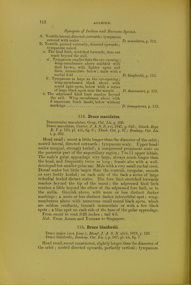 Synopsis of Indian and Burmese Species. A. Nostrils lateral, directed outwards; tympanum covered with scales B. maculatua, U2. B. Nostrils pierced vertically, directed upwards ; tympanum naked. a. The hind limb, stretched forwards, does not reach beyond the axil. «'. l^mpauum smaller than the eye-opening ; wing-membranes above marbled with dark brown, with lighter spots and lines, immaculate below; male with a ^ nuchal fold D. Uanfordii, p. 112. h. Tympanum as large as the eye-opening; wing-membranes black above with round light spots, below with a series of large black spots near the margin . . B. dussumieri, p. 113. b. The adpressed hind limb reaches beyond the axil. Wing-membranes above with 6 transverse black bands, below without markings J), teemopterus, p. 113. 114. Draco maculatus. Dracunculus maculatus, Gray, Cat. Liz. p. 236. Draco maculatus. Cantor, J. A. S. B. xvi, 1847, p. 645 ; Giinth. Rept. B. I. p. 125, pi. xiii, fig. 0; Theob. Cat. p. 97; Bouleng. Cat. Liz. i, p. 262. Head small; snout a little longer than the diameter of the orbit; nostril lateral, directed outwards ; tympanum scaly. Upper head- scales unequal, strongly keeled; a compressed prominent scale on the posterior part of the superciliary region ; 7 to 11 upper labials. The male's gular appendage very large, always much longer than the bead, and frequently twice as long ; female also with a well- developed but smaller gular sac. Male with a very small nuchal crest. Dorsal scales but little larger than the ventrals, irregular, smooth or very feebly keeled; on each side of the back a series of large trihedral keeled distant scales. The fore limb stretched forwards reaches beyond the tip of the snout; the adpressed hind limb reaches a little beyond the elbow of the adpressed fore limb, or to the axilla. Grreyish above, with more or less distinct darker markings ; a more or less distinct darker interorbital spot; wing- membranes above with numerous small round black spots, which are seldom confluent, beneath immaculate or with a few black spots ; a blue spot on each side of the base of the gular appendage. Prom snout to vent 3*25 inches ; tail 4-5. Hah. Erom Assam and Yunnan to Singapore. 115. Draco blanfordii. Draco major {non Law.), Blanf. J. A. S. B. xlvii, 1878, p. 125. Draco blanfordii, Bouleng. Cat. Liz. i, p. 267, pi. xx, fig. 7. Head small, snout constricted, slightly longer than the diameter of the orbit; nostril directed up-wards, perfectly vertical; tympanum