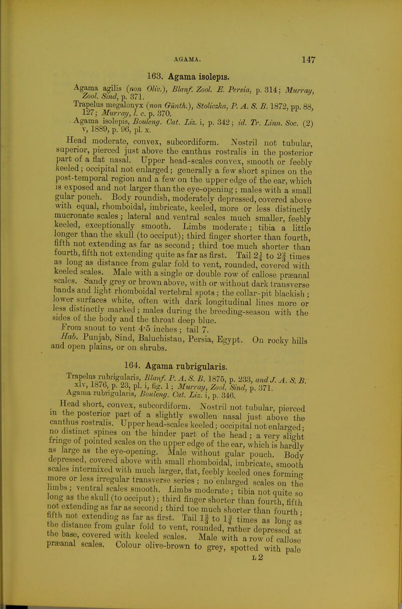 163. Agama isolepis. Agama agilis (non Oliv.), Blanf. Zool E. Persia, p. 314: Murray, Zool. Smd, p. 371. ' r > y, Trapehis megalonyx (non GUnik.), StoHczka, P. A. S. B. 1872, pp. 88, 127; Murray, I. c. p. 370. ■ Agama isolepis, Bouleng. Cat. Liz. i, p. 342: id. Tr. Linn. Soc. (2) T, 1889, p. 96, pi. X. ' r . K J Head moderate, convex, subcordiform. Nostril not tubular, superior, pierced just above the canthus rostralis in the posterior part of a flat nasal. Upper head-scales convex, smooth or feebly keeled; occipital not enlarged; generally a few short spines on the post-temporal region and a few on the upper edge of the ear, which IS exposed and not larger than the eye-opening; males with a small gular pouch. Body roundish, moderately depressed, covered above with equal, rhomboidal, imbricate, keeled, more or less distinctly mucronate scales; lateral and ventral scales much smaller, feebly keeled, exceptionally smooth. Limbs moderate; tibia a little longer than the skuU (to occiput); third finger shorter than fourth, Mth not extending as far as second; third toe much shorter than fourth, fifth not extending quite as far as first. Tail 2| to 2| times as long as distance from gular fold to vent, rounded, covered with keeled scales. Male with a single or double row of caUose prsanal scales. Sandy grey or broAvn above, with or without dark transverse bands and light rhomboidal vertebral spots; the collar-pit blackish • lower surfaces white, often with dark longitudinal lines more or less distnictly marked ; males during the breeding-season with the sides of the body and the throat deep blue. From snout to vent 4-5 inches ; tail 7. Sab. Punjab, Sind, Baluchistan, Persia, Egypt. On rocky hills and open plains, or on shrubs. 164. Agama rubrigularis. Trapelus rubrigulai-is Man/. P. A. S. B. 1875, p. 233, and J. A. S. B. xlv, 187b, p. 23, pi. 1, fig. 1; Murray, Zool. Sind, p. 371. Agama rubngulavis, Bouleng. Cat. Liz. i, p. 346. Head short, convex, subcordiform. Nostril not tubular, pierced m the postenor part of a slightly swollen nasal just above the canthus rostralis. Upper head-scales Iteeled; occipital not enlarged • no distinct spines on the hinder part of the head ; a very slie-ht fringe of pointed scales on the upper edge of the ear, which is hardly as large as the eye-opening. Male without gular pouch. Bodv depressed, covered above with small rhomboidal, imbricate, smooth scales intermixed with much larger, flat, feebly keeled ones forming more or less irregular transverse series ; no enlarged scales on the imbs ; ventral scales smooth. Limbs moderate; tibia not quite so long as the skull (to occiput); third finger shorter than fourth fifth not extending as far as second; third toe much shorter than fourth • fifth not extending as far as first. Tail If to 1| times as long as' he distance from gu ar fold to vent, rounded, rather depressed a the base, covered with keeled scales. Male with a ro^^'of callose pr^anal scales. Colour olive-brown to grey, spotted with pale l2