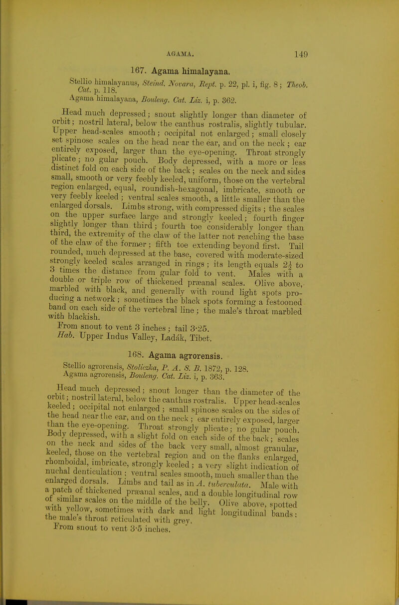 167. Ag-ama himalayana, Stellio himalayanus, Steind. Novara, Rept. p. 22, pi. i, fig. 8; Tlieoh. Cctt, p. 118. Agama himalayana, Bouleng. Cat. Liz. i, p. 362. Head much depressed; suout slightly longer than diameter of orbit; nostril lateral, below the canthus rostralis, slightly tubular. Upper head-scales smooth; occipital not enlarged; small closely set spinose scales on the head near the ear, and on the neck ; ear entirely exposed, larger than the eye-opening. Throat strongly plicate; no gular pouch. Body depressed, with a more or less distinct fold on each side of the back; scales on the neck and sides small, smooth or very feebly keeled, uniform, those on the vertebral region enlarged, equal, roundish-heA'agonal, imbricate, smooth or very feebly keeled ; ventral scales smooth, a little smaller than the enlarged dorsals. Limbs strong, with compressed digits ; the scales on the upper surface large and stronglv keeled; fourth finger than third; fourth toe considerably longer than third, the extremity of the claw of the latter not reaching the base ot the claw of the former ; fifth toe extending beyond first. Tail rounded, much depressed at the base, covered with moderate-sized strongly keeled scales arranged in rings ; its length equals 2| to 6 tunes the distance from gular fold to vent. Males with a double or triple row of thickened praeanal scales. Olive above,- marbled with black, and generally with round light spots pro- ducing a network; sometimes the black spots forming a festooned band on each side of the vertebral line; the male's throat marbled With blackish. From snout to vent 3 inches; tail 3-25. Hob. Upper Indus VaUey, Ladak, Tibet. 168. Agama agrorensis. Stellio agrorensis, StoUczka, P. A. S. B. 1872, p 128 Agama agrorensis, Bouleng. Cat. Liz. i, p. ,363. Head much depressed; snout longer than the diameter of the orbit; nostrd lateral, below the canthus rostralis. Upper head-scales keeled; occipital not enlarged ; small spinose scales on the sides of the head near tlie ear, and on the neck ; ear entirely exposed, larger BoTv dr'''°f ^'^^g^^ P^^*^-^^^^ ^« gular pouch. Body depressed, with a slight fold on each side of the back; scales keeled, those on the vertebral region and on the flanks Inlarged rhomboidal imbricate, strongly keeled ; a very slight indication of nuchal denticulation ; ventral scales smooth, much smaller than the enlarged dorsals. Limbs and tail as in A. tuberculata. Male with a patch of thickened prjeanal scales, and a double longitudinal row of similar scales on the middle of the belly. Olive above, spotted with yellow sometimes with dark and light lougitudina bands the male's throat reticulated with grey.  From snout to vent 3-5 inches.