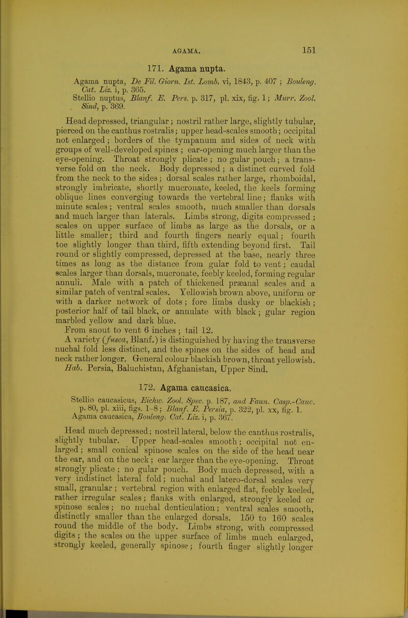 171. Agama nupta. Agarna nupta, De Fil. Giorn. 1st. Lomb, vi, 1843, p. 407 ; Bouleng. Cat. Liz. i, p. 365. Stellio niiptus, Blanf. E. Pers. p. 317, pi. xix, fig. 1; Murr. Zool. Sind, p. 369. Head depressed, triangular; nostril rather large, slightly tubular, pierced on the canthus rostralis; upper head-scales smooth; occipital not enlarged; borders of the tympanum and sides of neck with groups of well-developed spines ; ear-opening much larger than the eye-opening. Throat strongly plicate ; no gular pouch; a trans- verse fold on the neck. Body depressed ; a distinct curved fold from the neck to the sides; dorsal scales rather large, rhomboidal, strongly imbricate, shortly mucrouate, keeled, the keels forming oblique lines converging towards the vertebral line; flanks with minute scales; ventral scales smooth, much smaller than dorsals and much larger than laterals. Limbs strong, digits compressed ; scales on upper surface of limbs as large as the dorsals, or a little smaller; third and fourth fingers nearly equal; fourth toe slightly longer than third, fifth extending beyond fu'st. Tail round or sUghtly compressed, depressed at the base, nearly three times as long as the distance from gular fold to vent; caudal scales larger than dorsals, mucrouate, feebly keeled, forming regular annuH. Male with a patch of thickened prseanal scales and a similar patch of ventral scales. Yellowish brown above, uniform or with a darker network of dots ; fore limbs dusky or blackish; posterior half of tail black, or annulate with black ; gular region marbled yellow and dark blue. Fi'om snout to vent 6 inches ; tail 12. A variety (fusca, Blanf.) is distinguished by having the transverse nuchal fold less distinct, and the spines on the sides of head and neck rather longer. Greneral colour blackish brown, throat yellowish. Hab. Persia, Baluchistan, Afghanistan, Upper Sind. 172. Agama caucasica. Stellio caucasicus, Eic7itv. Zool. Spec. p. 187, and Faun. Casp.-Cauc. p. 80, pi. xiii, figs. 1-8; Blanf. E. Persia, p. 322, pi. xx, fig. 1. Agama caucasica, Bouleng. Cat. Liz. i, p. 367. Head much depressed; nostril lateral, below the canthus rostralis, slightly tubular. Upper head-scales smooth ; occipital not en- larged ; small conical spiuose scales on the side of the head near the ear, and on the neck ; ear larger than the eye-opening. Throat strongly plicate ; no gular pouch. Body much depressed, with a very indistiact lateral fold; nuchal and latero-dorsal scales very small, granular ; vertebral region with enlarged flat, feebly keeled, rather irregular scales; flanks with enlarged, strongly keeled or spinose scales; no nuchal denticulation; ventral scales smooth, distinctly smaller than the enlarged dorsals. 150 to 160 scales round the middle of the body. Limbs strong, with compressed digits; the scales on the upper surface of limbs much eularged, strongly keeled, generally spinose; fourth finger slightly longer