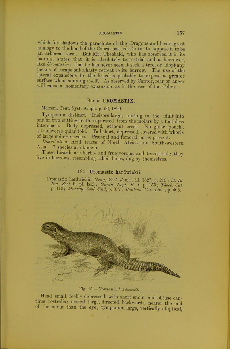 which foreshadows the parachute of the Dragons and bears great analogy to the hood of the Cobra, has led Cantor to suppose it to be an arboreal form. But Mr. Theobald, who has observed it in its haunts, states that it is absolutely terrestrial and a burrower, like Uromastiv ; that he has never seen it seek a tree, or adopt any means of escape but a hasty retreat to its burrow. The use of the lateral expansions to the lizard is probably to expose a greater surface when sunning itself. As observed by Cantor, fear or anger will cause a momentary expansion, as in the case of the Cobra. Genus UROMASTIX, Merrem, Tent. Syst. Amph. p. 56, 1820. Tympanum distinct. Incisors large, uniting in the adult into one or two cutting-teeth, separated from the molars by a toothless interspace. Body depressed, without crest. No gular pouch; a transverse gular fold. Tail short, depressed, covered with whorls of large spinose scales. Prseanal and femoral pores present. Distrihutioyi. Arid tracts of North Africa and South-western Asia. 7 species are known. These Lizards are herbi- and frugivorous, and terrestrial; they live in burrows, resembling rabbit-holes, dug by themselves. 180. Uromastix hardwickii. Uromastix hardwickii, Gray, Zool. Journ. iii, 1827, p. 219; id. III. Ind. Zool. ii, pi. Ixxi; Giinth. Eept. B. I. p. 155; Theoh. Cat. p. 119; Murray, Zool. Sind, p. 372; Bouleng. Cat. Liz. \, p. 408. Fig. 45.— Uromastix hardwickii. Head small, feebly depressed, with short snout and obtuse can- thus rostralis; nostril large, directed backwards, nearer the end of the snout than the eye; tympanum large, vertically elliptical,