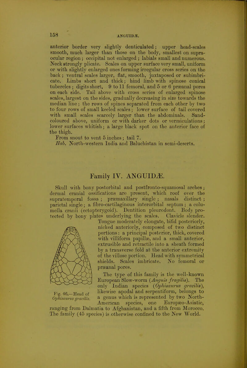 ANGUIDiE. anterior border very slightly denticulated; upper head-scales smooth, much larger than those on the body, smallest on supra- ocular region; occipital not enlarged ; labials small and numerous. Neck strongly plicate. Scales on upper surface very small, uniform or with slightly enlarged ones forming irregular cross series on the back ; ventral scales larger, flat, smooth, juxtaposed or subimbri- cate. Limbs short and thick; hind limb with spinose conical tubercles ; digits short. 9 to 11 femoral, and 5 or 6 praeanal pores on each side. Tail above with cross seines of enlarged spinose scales, largest on the sides, gradually decreasing in size towards the median line; the rows of spines separated from each other by two to four rows of small keeled scales; lower surface of tail covered with small scales scarcely larger than the abdominals. Sand- coloured above, uniform or with darker dots or vermiculations; lower surfaces whitish; a large black spot on the anterior face of the thigh. From snout to vent 5 inches ; tail 7. Ilab. North-western India and Baluchistan in semi-deserts. Family IV. ANGUID^. Skull with bony postorbital and postfronto-squaraosal arches ; dermal cranial ossilications are present, which roof over the supratemporal fossa ; prasmaxillary single ; nasals distinct ; parietal single ; a fibro-cartilaginous interorbital septum ; a colu- mella cranii (ectopterygoid). Dentition pleurodont. Body pro- tected by bony plates underlying the scales. Clavicle slender. Tongue moderately elongate, bifid posteriorly, nicked anteriorly, composed of two distinct portions : a principal posterior, thick, covered with villiform papUlse, and a small anterior, extrusible and retractile into a sheath formed by a transverse fold at the anterior extremity of the villose portion. Head with symmetrical shields. Scales imbricate. No femoral or praeanal pores. The type of this family is the well-known European Slow-worm {Anguis fragilis). The only Indian species {Ophisaurus gracilis), i^ig 46—Head of likewise apodal and serpentiform, belongs to Opfiisaunis gracilis. » genus which is represented^ by two North- American species, one Europaeo-Asiatic, ranging from Dalmatia to Afghanistan, and a iifth from Morocco. The family (45 species) is otherwise confined to the New World.