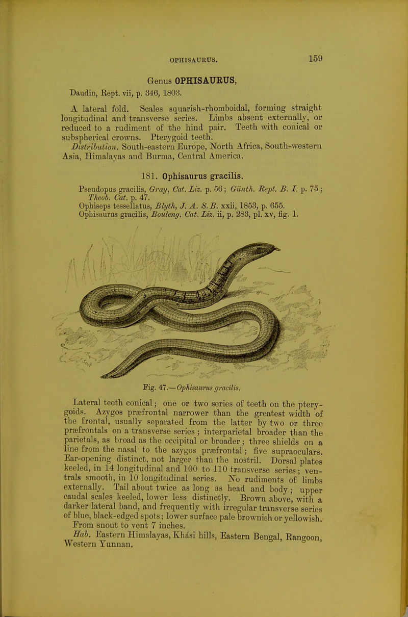 Genus OPHISAURUS, Daudin, Rept. vii, p. 346, 1803. A lateral fold. Scales squarish-rhomboidal, forming straight longitudinal and transverse series. Limbs absent externally, or reduced to a rudiment of the hind pair. Teeth with conical or subspherical crowns. Pterj'goid teeth. Distribution. South-eastern Europe, North Africa, South-western Asia, Himalayas and Burma, Central America. 181. Ophisaurus gracilis. Pseudopus gi-acilis, Gray, Cat. Liz. p. 66; Giinth. Rept. B. I. p. 75; Theob. Cat. p. 47. OpHseps tessellatus, Blyth, J. A. S.B. xxii, 1853, p. 655. Ophisaurus gracilis, Bouleng. Cat. Liz. ii, p. 283, pi. xv, fig. 1. Fig. 47.—Opkisatmts gracilis. Lateral teeth conical; one or two series of teeth on the ptery- goids. Azygos prgefrontal narrower than the greatest width of the frontal, usually separated from the latter by two or three prsefrontals on a transverse series ; interparietal broader than the parietals, as broad as the occipital or broader; three shields on a line from the nasal to the azygos prsefi-ontal; five supraoculars. Ear-opening distinct, not larger than the nostril. Dorsal plates keeled, in 14 longitudinal and 100 to 110 transverse series; ven- trals smooth, in 10 longitudinal series. No rudiments of'limbs externally. Tail about twice as long as head and body ; upper caudal scales keeled, lower less distinctly. Brown above', with a darker lateral band, and frequently with irregular transverse series of blue, black-edged spots; lower surface pale brownish or yellowish. From snout to vent 7 inches. Hub. Eastern Himalayas, Khasi hills, Eastern Bengal, Rangoon, Western Yunnan.