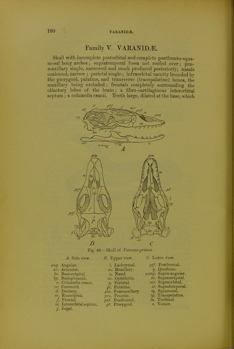 VABANIDJE. Family V. VARANID^. Skull -with incomplete postorbital Jind complete postfronto-squa- mosal bony arches; supratemporal fossa not roofed over; pra3- maxillary single, narrowed and much produced posterioi-Iy; nasals coalesced, narrow ; parietal single ; infraorbital vacuity bounded by the pterygoid, palatine, and transverse (transpalatiue) bones, the maxillary being excluded; frontals completely surrounding the olfactory lobes of the brain; a fibro-cartilaginous interorbital septum ; a columella cranii. Teeth large, dilated at the base, which B C Fig. 48.—Skull of Varawm griseiis. A. Side view. B. Upper view. C. Lower view. ang. Angular. ar. Articular. bo. Basioccipital. Irp. Basisphenoid. c. Columella cranii. cr. Coronoid. d. Dentary. eo. Exoccipital. /. Frontal. is. Interorbital septum. j. Jugal. Lachrymal. m. Maxillarj'. 11. Nasal. 00. Opisthotic. p. Parietal. pi. Palatine. ■pm. PrEemaxillary. pro. Prootic. •prf. Prffifrontal. ft. Pterygoid. ■ptf. Postfrontal. q. Quadrate. s.ang. Supra-angular. so. Supraoccipital. sor. Supraorbital. st. Supratemporal. sq. Squamosal. tj). Transpalatine. tu. Turbinal. V. Vomer.