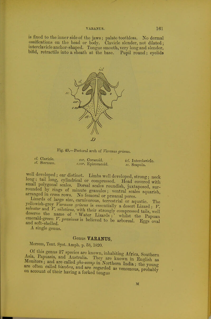 is fixed to the inner side of the jaws ; palate toothless. No dermal ossifications on the head or body. Clavicle slender, not dilated; interclavicle anchor-shaped. Tongue smooth, very long and slender, bifid, retractile into a sheath at the base. Pupil round; eyelids Fig. 49.—Pectoral arch of Varanus griseus. d Clavicle. cor. Ooracoid. U. Interclavicle. »t. Sternum. e.cor. Epiooracoid. sc. Scapula. well developed ear distinct. Limbs well developed, strong; neck long; tail long cylmdrical or compressed. Head covered with small polygonal scales. Dorsal scales roundish, juxtaposed, sur- rounded by rings of minute granules; ventral scales squarish, arranged in cross rows. No femoral or pr^eanal pores. iiizards of large size, carnivorous, terrestrial or aquatic. The yellowish-grey Fam>ms yrisens is essentially a desert Lizard : V. salmtor and F. mlotici^s, with their strongly compressed tails, well Td ste^^ '^^^^^^^^ -boreal. Eggs'oval A single genus. Genus VARANUS, Merrem, Tent. Syst. Ampli. p. 68, 1820. Of this genus 27 species are known, inhabiting Africa, Southern Asia, Papuasia, and Australia. They are known in EnS a? Monitors; and are called ^/..-.am^, in Northern India; the » are often called hiscobra, and are regarded as venomous nrobaM? on account of their haying a forked tongue Probably