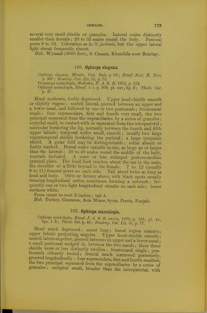 several very small shields or granules. Lateral scales distinctly smaller than dorsals ; 28 to 32 scales round the hody. Pemoral pores 8 to 13. Coloration as in 0. jerdonii, but the upper lateral light streak frequently absent. Hab. Wynaad (5000 feet), S. Cauara, Khandala near Bombay. 196. Ophiops elegans. . Ophiops eleg-ans, Menetr. Cat. Bais. p. 63; Blanf. Zool. E. Fers. p. 367 ; Boulniff. Cat. Liz. iii, p. 75. Gymnops meizolepis, StoUczka, P. A. S. B. 1872, p. 124. Ophiops ineizolepis, Blanf. I. c. p. 369, pi. xxv, hg. 2 ; Theob. Cat. p. 47. • Head moderate, feebly depressed. Upper head-shields smooth or slightly rugose; nostril lateral, pierced between an upper and a lower nasal, and followed by one or two postnasals; frontonasal single; four supraoculars, first and fourth very small, the two principal separated from the supraciliaries by a series of granules ; occipital small, in contact with or separated from the interparietal: subocular bordering the lip, normally between the fourth and fifth upper labials; temporal scales small, smooth; usually two large supratemporal shields bordering the parietal; a large tympanic shield. A gular fold may be distinguishable; collar absent or feebly marked. Dorsal scales variable in size, aa large as or larger than the laterals ; 30 to 40 scales round the middle of the body, ventrals included. A more or less enlarged postero-mediau prseanal plate. The hind limb reaches about the ear in the male, the shoulder or a little beyond in the female. 7 to 12 (usually 9 to 11) femoral pores on each side. Tail about twice as long as head and body. Olive or bronzy above, with black spots usually forming longitudinal series, sometimes forming a network; fre- quently one or two light longitudinal streaks on each side; lower surfaces white. From snout to vent 2 inches : tail 4. Rah. Turkey, Caucasus, Asia Minor, Syria, Persia, Punjab. 197. Ophiops microlepis. Ophiops microlepis, Blanf. J. A. S. B. xxxix, 1870, p. 351, pi. xv, figs. 1-5; Theob. Cat.^. 46; Boulenff. Cat. Liz. iii, p. 77. Head much depressed; snout long; loreal region concave- upper abials projecting, angular. Upper head-shields smooth nostril latero-superior, pierced between an upper and a lower nasal a small postnasal wedged in between the two nasals ; these three shields more or less distinctly swollen ; frontonasal single; prce- frontals obtuse y keeled; fi-ontal much narrowed posteriorly, godved longitudinally; four supraoculars, first and fourth smallest the two principal separated from the supraciliaries by a series of granules; occipital small, broader than the interparietal, with