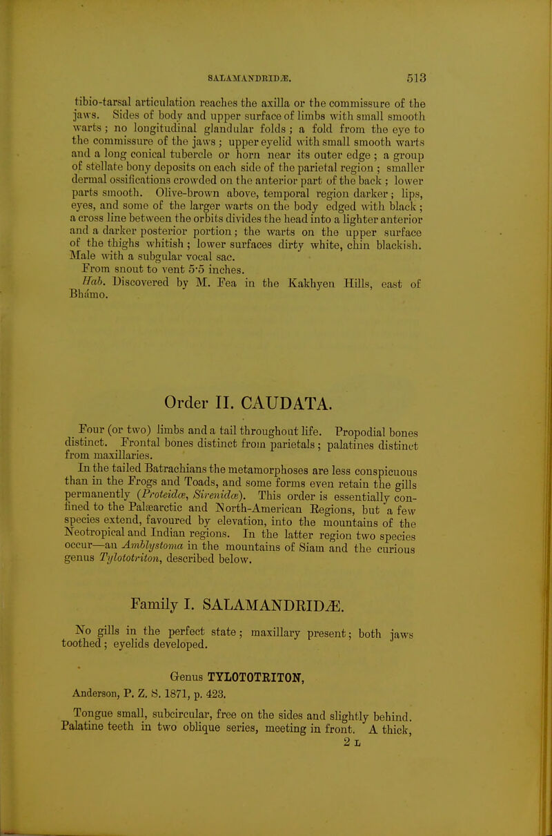 tibio-tarsal articulation reaches the axilla or the commissure of the jaws. Sides of body and upper surface of limbs with small smooth warts; no longitudinal glandular folds; a fold from the eye to the commissure of the jaws ; upper eyelid with small smooth warts and a long conical tubercle or horn near its outer edge ; a group of stiBllate bony deposits on each side of the parietal region ; smaller dermal ossifications crowded on the anterior part of the back ; lower parts smooth. Olive-brown above, temporal region darker; lips, eyes, and some of the larger warts on the body edged with black ; a cross line between the orbits chvides the head into a lighter anterior and a darker posterior portion; the warts on the upper surface of the thighs whitish ; lower surfaces dirty white, chin blackish. Male with a subgular vocal sac. From snout to vent 5-5 inches. ffab. Discovered by M. Fea in the Kakhyen Hills, east of Bhdmo. Order II. CAUDATA. ^ Four (or two) limbs and a tail throughout life. Propodial bones distinct. _ Frontal bones distinct from parietals ; palatines distinct from maxillaries. In the tailed Batraehians the metamorphoses are less conspicuous than in the Frogs and Toads, and some forms even retain the gills permanently (Proteidce, Sirenidce). This order is essentially con- fined to the Palaearctic and North-American Eegions, but a few species extend, favoured by elevation, into the mountains of the Neotropical and Indian regions. In the latter region two species occur—an Amblystoma in the mountains of Siam and the curious genus Tylototriton, described below. Family I. SALAMANDRID^. No gills in the perfect state; maxillary present; both jaws toothed; eyelids developed. Genus TYLOTOTRITON, Anderson, P. Z, S. 1871, p. 423. Tongue small, subcircular, free on the sides and slightly behind. Palatine teeth in two oblique series, meeting in front. A thick 2l
