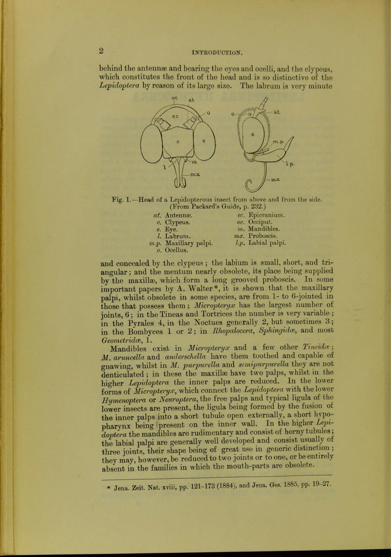 behind the antennae and bearing the eyes and ocelli, and the clypeus, which constitutes the front of the head and is so distinctive of the Lepidoptera by reason of its large size. The labrum is very minute Fig. 1.—Head of a Lepidopterous insect from above and from the side. (From Packard's Guide, p. 232.) at. Antennas. ec. Epicranium. c. Clypeus. oc. Occiput. e. Eye. m. Mandibles. I. Labruni. mx. Proboscis. m.p. Maxillary palpi. l.p. Labial palpi. 0. Ocellus. and concealed by the clypeus ; the labium is small, short, and tri- angular ; and the mentum nearly obsolete, its place being supphed by the maxillae, which form a long grooved proboscis. In some important papers by A. Walter*, it is shown that the maxillary palpi, whilst obsolete in some species, are from 1- to G-jointed in those that possess them; Micropteryx has the largest number of joints, 6; in the Tineas and Tortrices the number is very variable ; in the Pyrales 4, in the Noctues generally 2, but sometimes 3; in the Bombyces 1 or 2; in BJiopalocera, Sphingidce, and most Geometridce, 1. Mandibles exist in Micropteryx and a few other Tineidce; M. aruncella and anderscliella have them toothed and capable of gnawing, whilst in M. purpurella and scmipurpurella they are not denticulated; in these the maxillae have two palps, whilst in the higher Lepidoptera the inner palps are reduced. In the lower forms of Micropteryx, which connect the Lepidoptera with tbe lower Hymenoptera or Neuroptera, the free palps and typical ligula of the lower insects are present, the ligula being formed by the fusion of the inner palps into a short tubule open externally, a short hypo- pharynx being present on the inner wall. In the higher Lepi- doptera the mandibles are rudimentary and consist of horny tubules; the labial palpi are generally well developed and consist usuaUy ot three ioints, their shape being of great use in generic distinction ; they may, however, be reduced to two joints or to one, or be entirely absent in the families in which the mouth-parts are obsolete. Jena. Zeit. Nat. xviii. pp. 121-173 (1884), and Jena. Ges. 1885, pp. 19-27.