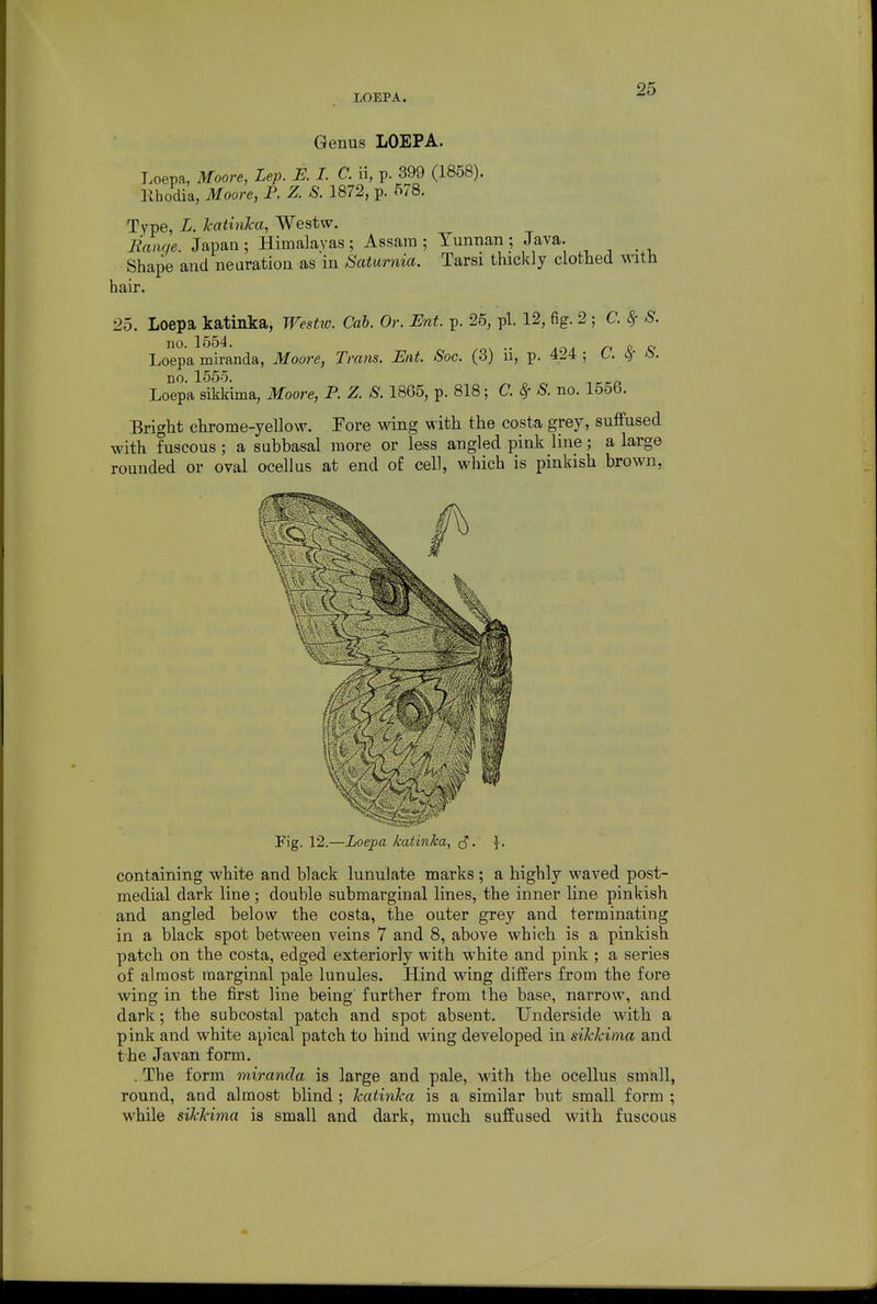 LOEPA. Genus LOEPA. Loepa, Moore, Lep. E. I. C. ii, p. 399 (1858). Khodia, Moore, R Z. S. 1872, p. 578. Type, L. JcatinTca, Westw. Jianqe. Japan ; Himalayas ; Assam ; Yunnan ; Java. Shape and nearation as in Saturnia. Tarsi thickly clothed with hair. 25. Loepa katinka, Westto. Cab. Or. Ent. p. 25, pi. 12, fig. 2 ; C. ^ S. no. 1554. p c< Loepa miranda, Moore, Trans. Ent. Soc. (3) u, p. 424 ; C. ^ -b. no. 1555. Loepa sikkima, Moore, P. Z. 8.1865, p. 818; C. ^ S. no. 1556. Bright chrome-yellow. Pore wing with the costa grey, sufFused with fuscous; a subbasal more or less angled pink line; a large rounded or oval ocellus at end of cell, which is pinkish brown, Fig. 12.—Loepa katinka, ^. containing white and black lunulate marks ; a highly waved post- medial dark line ; double submarginal lines, the inner line pinkish and angled below the costa, the outer grey and terminating in a black spot between veins 7 and 8, above which is a pinkish patch on the costa, edged exteriorly with white and pink ; a series of almost marginal pale lunules. Hind wing differs from the fore wing in the first line being' further from the base, narrow, and dark; the subcostal patch and spot absent. Underside with a pink and white apical patch to hind wing developed in sikkima and the Javan form. . The form miranda is large and pale, with the ocellus small, round, and almost blind ; katinka is a similar but small form ; while sikkima is small and dark, much suffused with fuscous