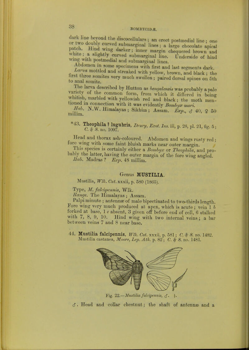 BOMBYCID^. tVn l ?r ^'^^d^^^ellulars ; an erect postmedial line ; one S-l ^ ^^'SO chocolate apical IhZ' „ r J/^ ^^''g! chequered brown and wh 'wiM, f^^'^y'T'^, suba,arginal Hne. Underside of hind wing with postmedial and submarginal lines. Abdomen in some specimens with first and last segments dark. Larva mottled and streaked with yellow, brown, and black : the hrst three somites very much swollen; paired dorsal spines on 5th to anal somite. i  The larva described by Hutton as bengalensis wm probably a pale variety of the common form, from which it differed in being whitish, marbled with yellowish red and black ; the moth men- tioned m connection with it was evidently Bombj/J! mori. Hab. N.W. Himalayas ; Sikhim ; Assam. Exp., s 40, 2 50 milhm. -t ' ' + *43. Theophila ? lugnbris, Drury, Exot. Ins. iii, p. 28, pi. 21, fi^. 5; C. 6f S. no. 1097. ° Head and thorax ash-coloured. Abdomen and wings rusty red; fore vying with some faint bluish marks near outer margin. This species is certainly either a Bombijx or Theophila, and pro- bably the latter, having the outer margin of the fore wing angled Bab. Madras ? Exjj. 48 millim. Genus MUSTILIA. Mustilia, Wlk. Cat. xxxii, p. 580 (1866). Type, M. fed cipennis, Wlk. Range. The Himalayas ; Assam. Palpi minute ; antennae of male bipectinated to two-thirds length. Fore wing very much produced at apex, which is acute; vein 1 b forked at base, 1 c absent, 3 given off before end of cell, 6 stalked with 7, 8, 9, 10. Hind wing with two internal veins ; a bar between veins 7 and 8 near base. 44. Mustilia falcipennis, Wlk. Cat. xxxii, p. 581; C. ^ S. no. 1482. Mustilia castanea, Moore, Lep. Atk. p. 82 ; C. ^ S. no. 1481. Fig. 22.—Mustilia falcipennis, J. }. c?. Head and collar chestnut; the shaft of antennae and a