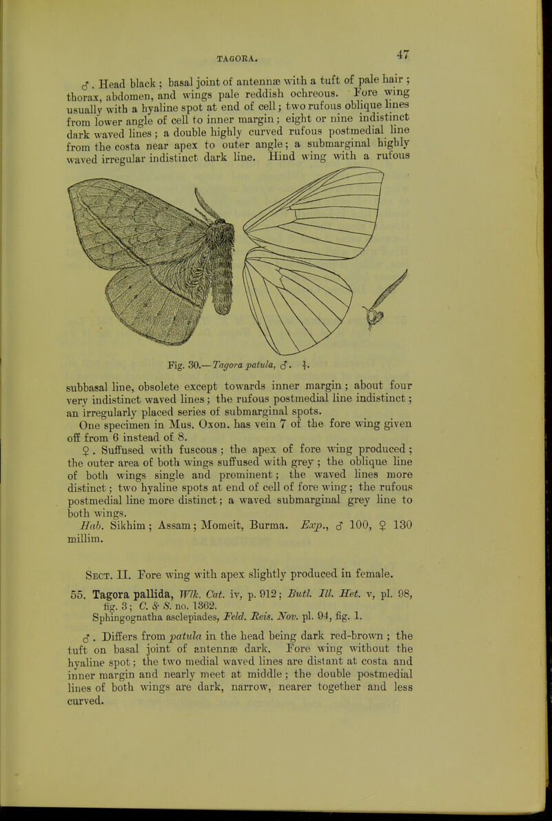 TAGORA. c?. Head black ; basal joint of antennae with a tuft of pale hair ; thorax, abdomen, and wings pale reddish ochreoua. Tore wmg usually with a hyaline spot at end of cell; two rufous obhque lines from lower angle of cell to inner margin; eight or nine indistinct dark waved Hues; a double highly curved rufous postmedial hne from the costa near apex to outer angle; a submarginal highly waved irregular indistinct dark line. Hind wing with a rufous Fig. 30.— Tagora patula, S • t- subbasal hue, obsolete except towards inner margin; about four very indistinct waved lines; the rufous postmedial line indistinct; an irregularly placed series of submarginal spots. One specimen in Mus. Oxon, has vein 7 of the fore wing given off from 6 instead of 8. $ . Suffused with fuscous ; the apex of fore wing produced ; the outer area of both wuigs suffused with grey ; the oblique line of both wings single and prominent; the waved hues more distinct; two hyaline spots at end of cell of fore wing; the rufous postmedial line more distinct; a waved submarginal grey line to both wings. Hah. Sikhim; Assam; Momeit, Burma. Exjp., (S 100, $ 130 millim. Sect. II. Fore wing with apex slightly produced in female. 55. Tagora pallida, WUc Cat. iv, p. 912: Butl. III. Set. v, pi. 98, lig. 3 ; C.&S. no. 1362. Sphingognatlia asclepiades, Feld. JReis. Nov. pi. 94, fig. 1. ^ . Differs from patula in the head being dark red-brown ; the tuft on basal joint of antennae dark. Eore wing without the hyaline spot; the two medial waved lines are distant at costa and inner margin and nearly meet at middle; the double postmedial lines of both wings are dark, narrow, nearer together and less curved.